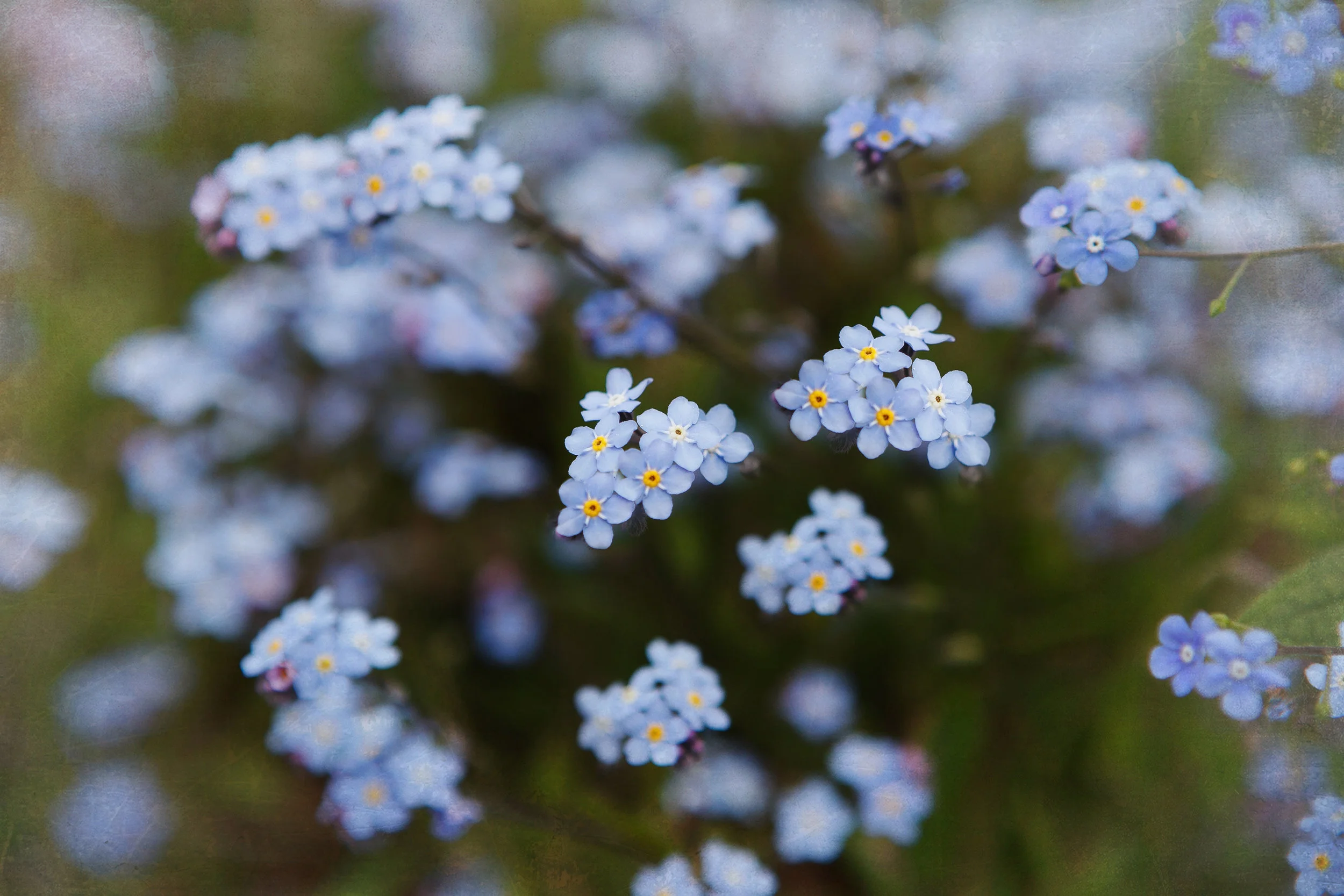 Forget Me Not Print