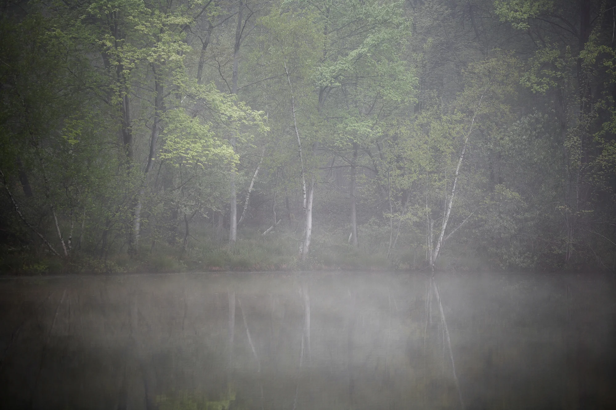 Kohler Pond in Fog