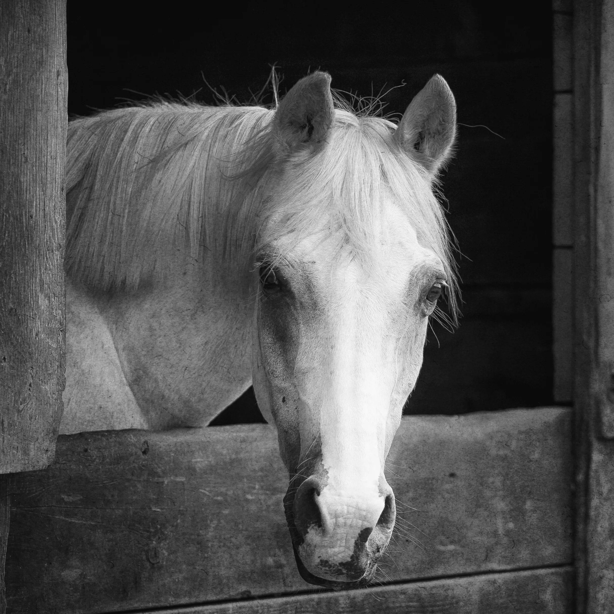 IMG_0682bw.jpg