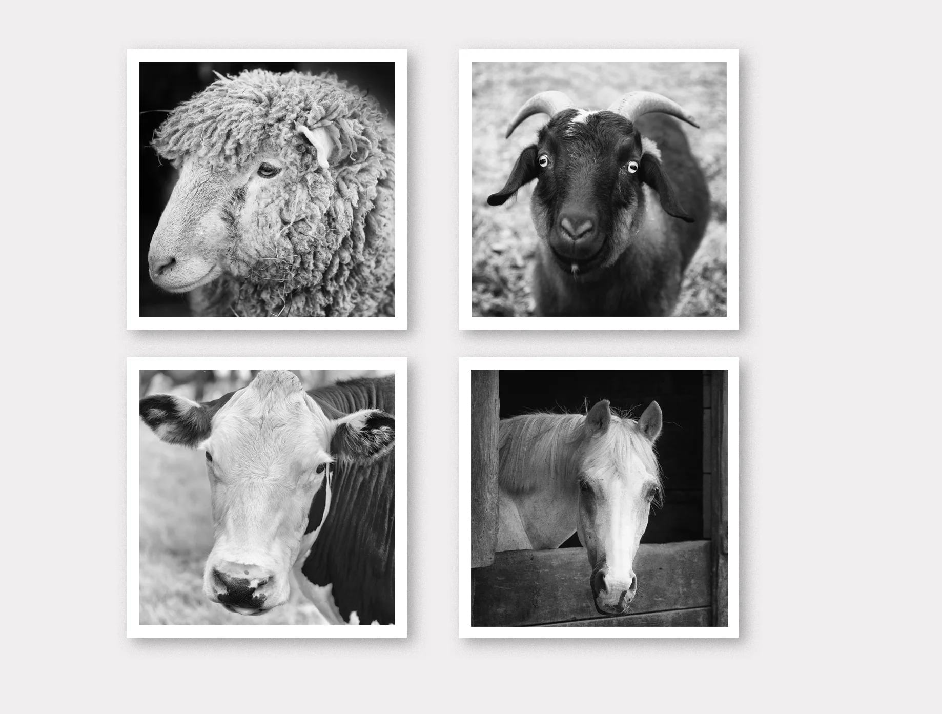 Set of 4 Mini Prints, Farm Animal Square Art