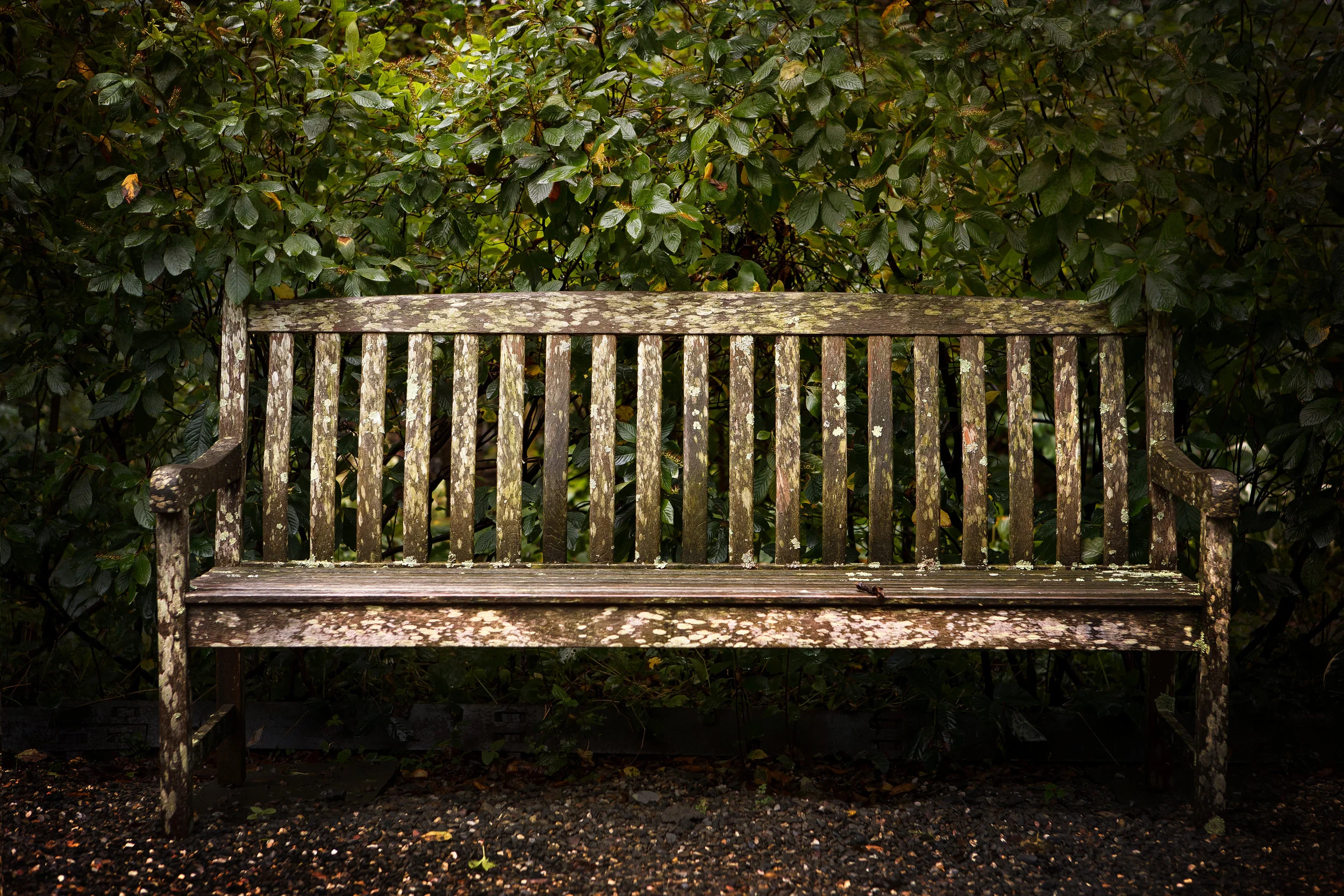 Rustic garden bench photo, rich green art for your living room
