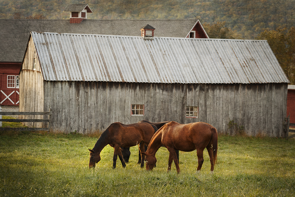 Rustic Horse print