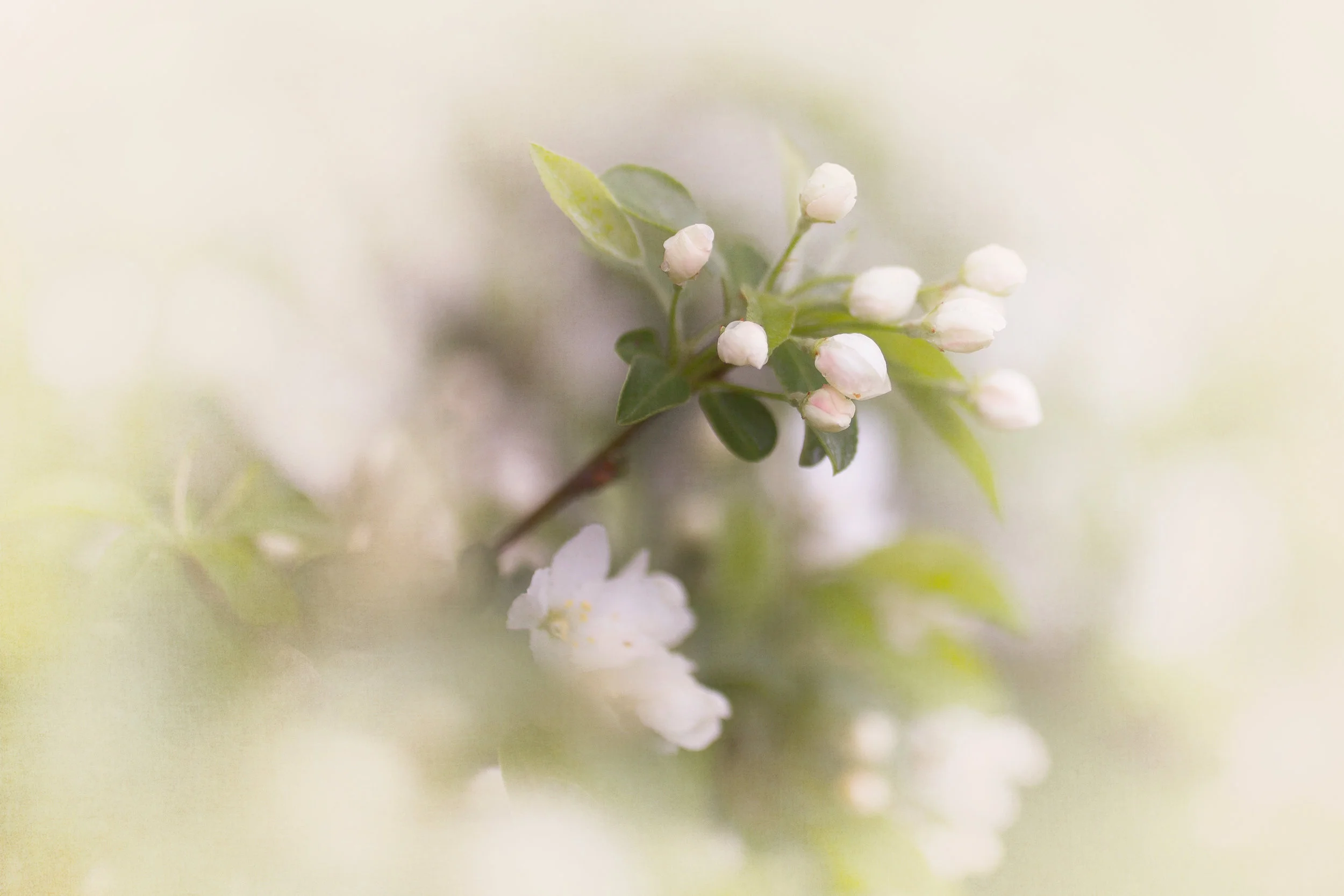 French country floral art, rustic art