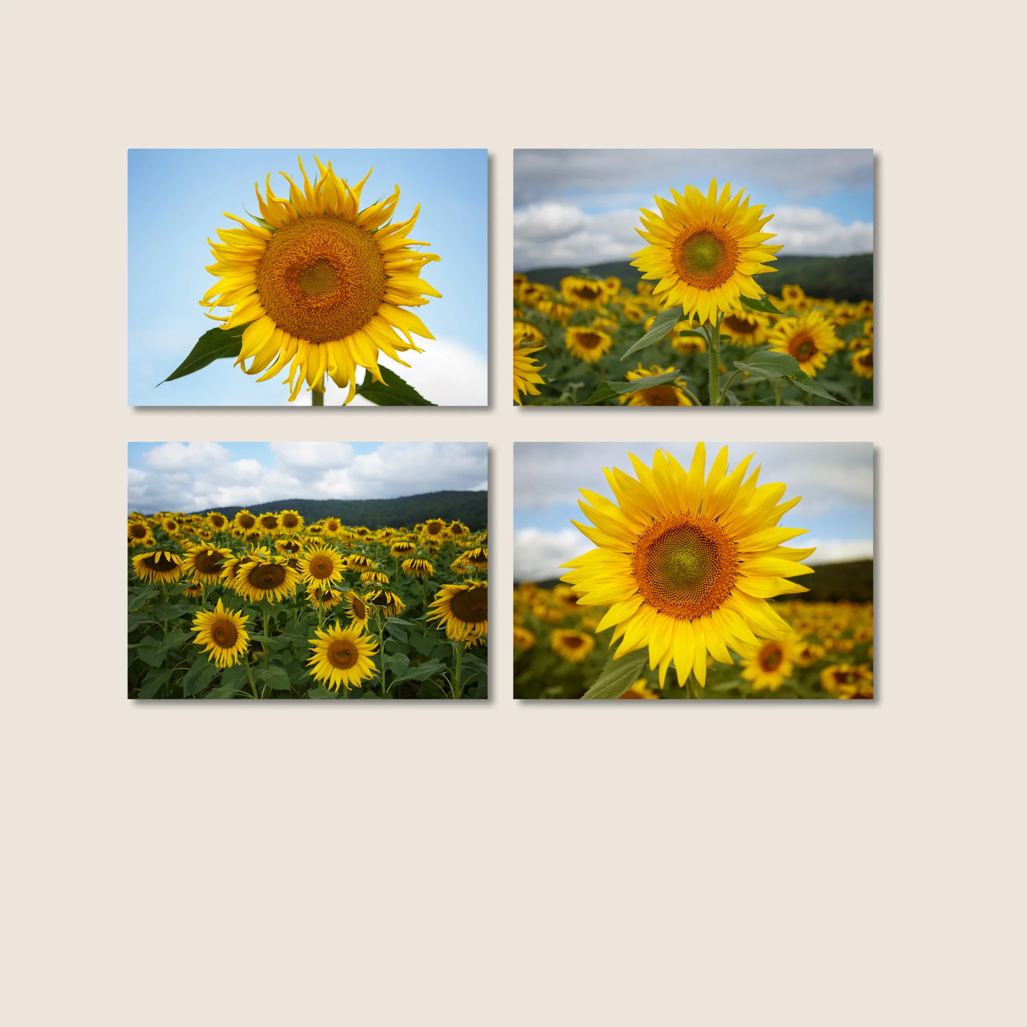 Happiness - Set of 4 Sunflower prints II