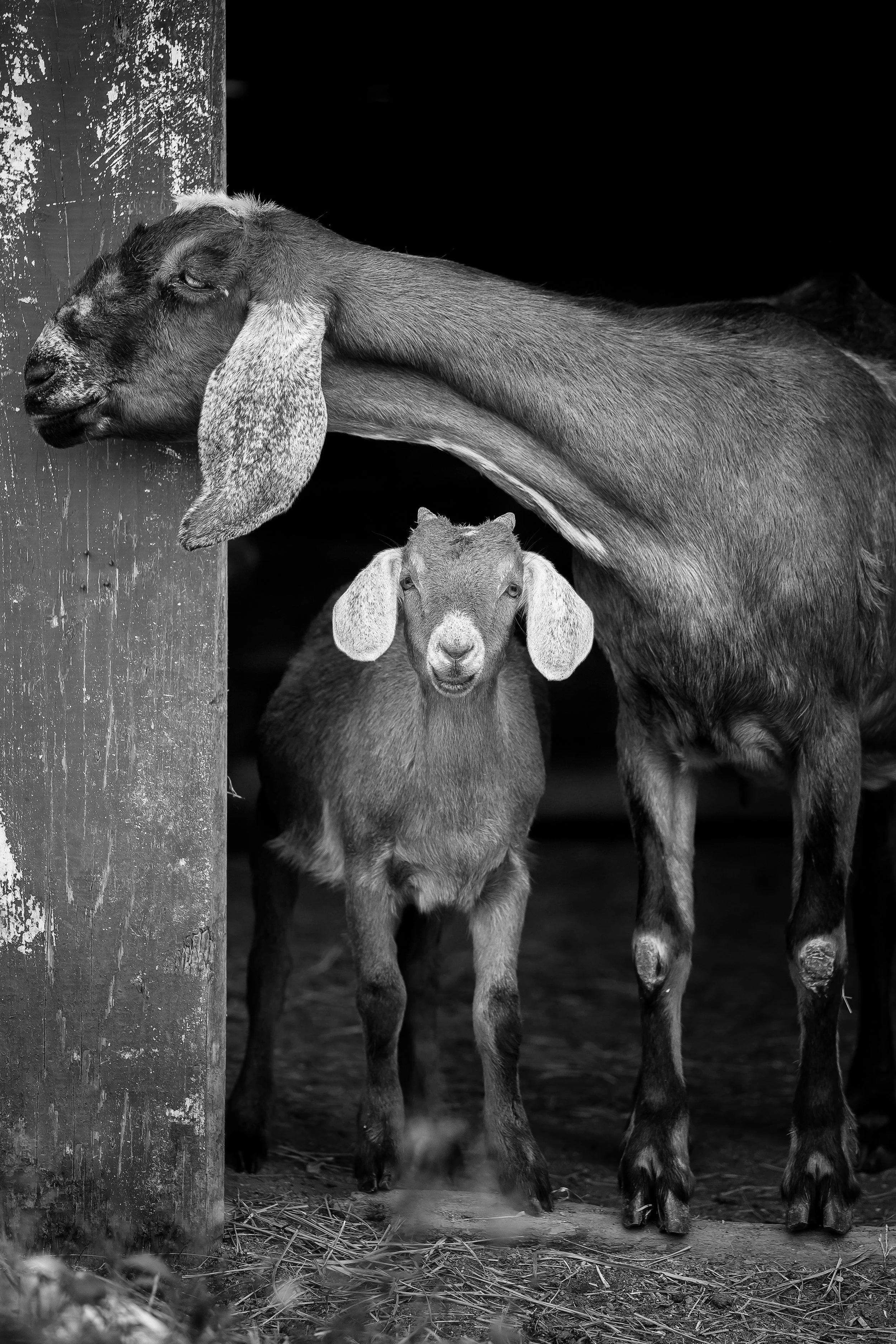 IMG_2476bw.jpg