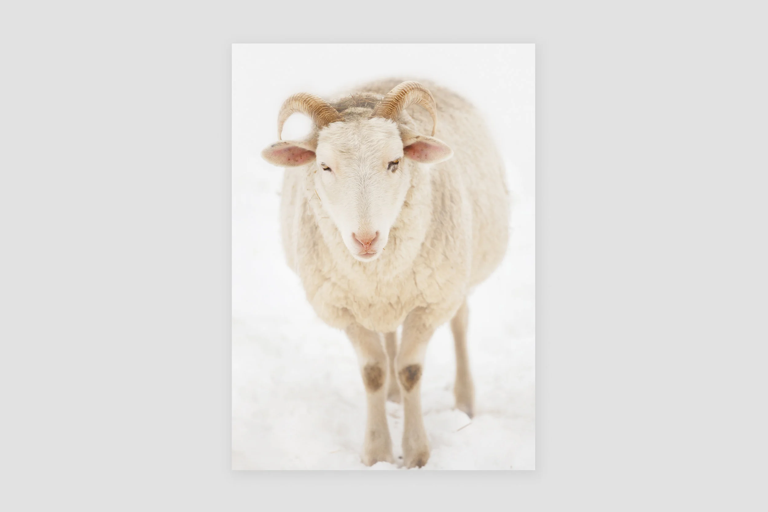 Farmhouse Sheep Art