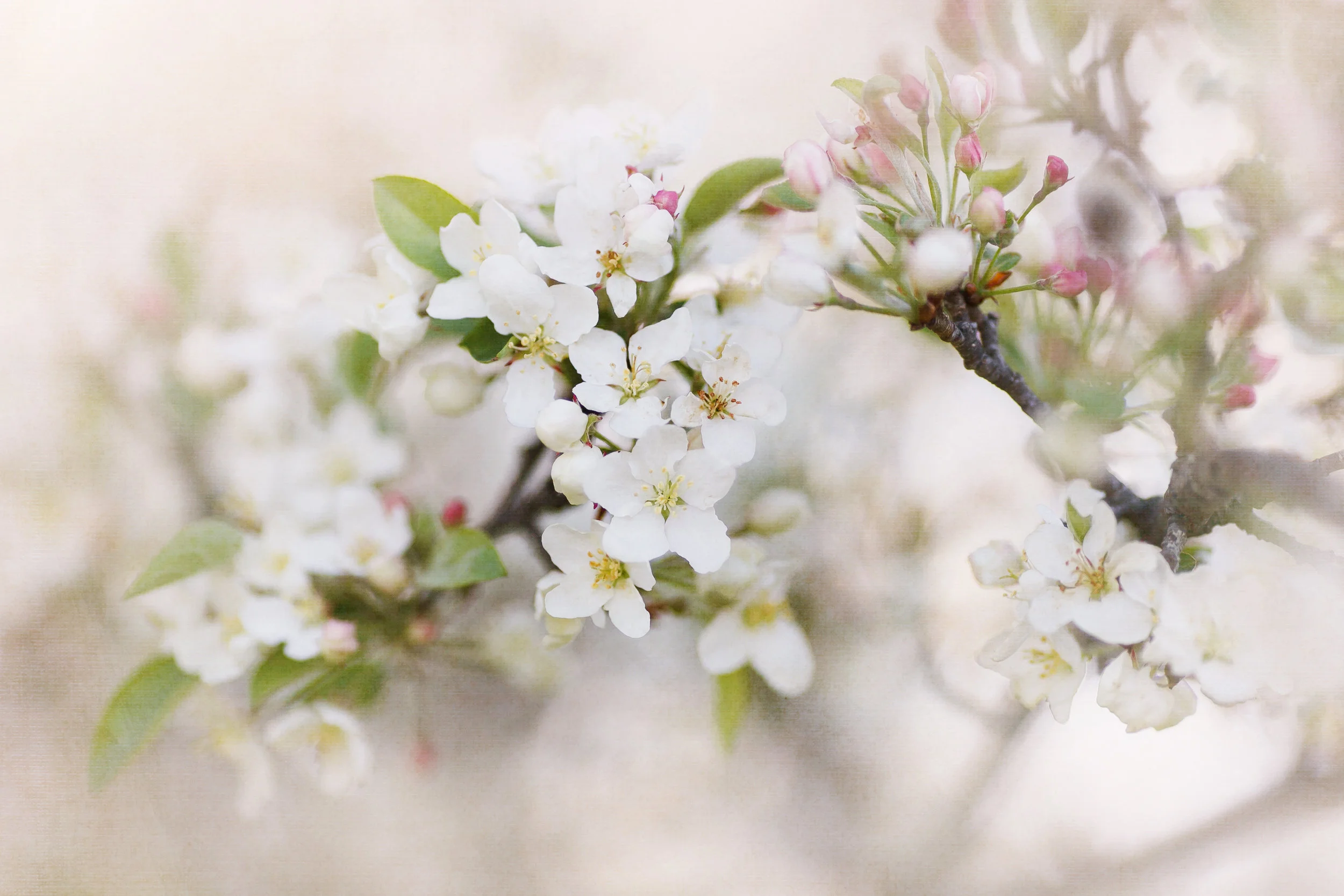 Rustic floral photo