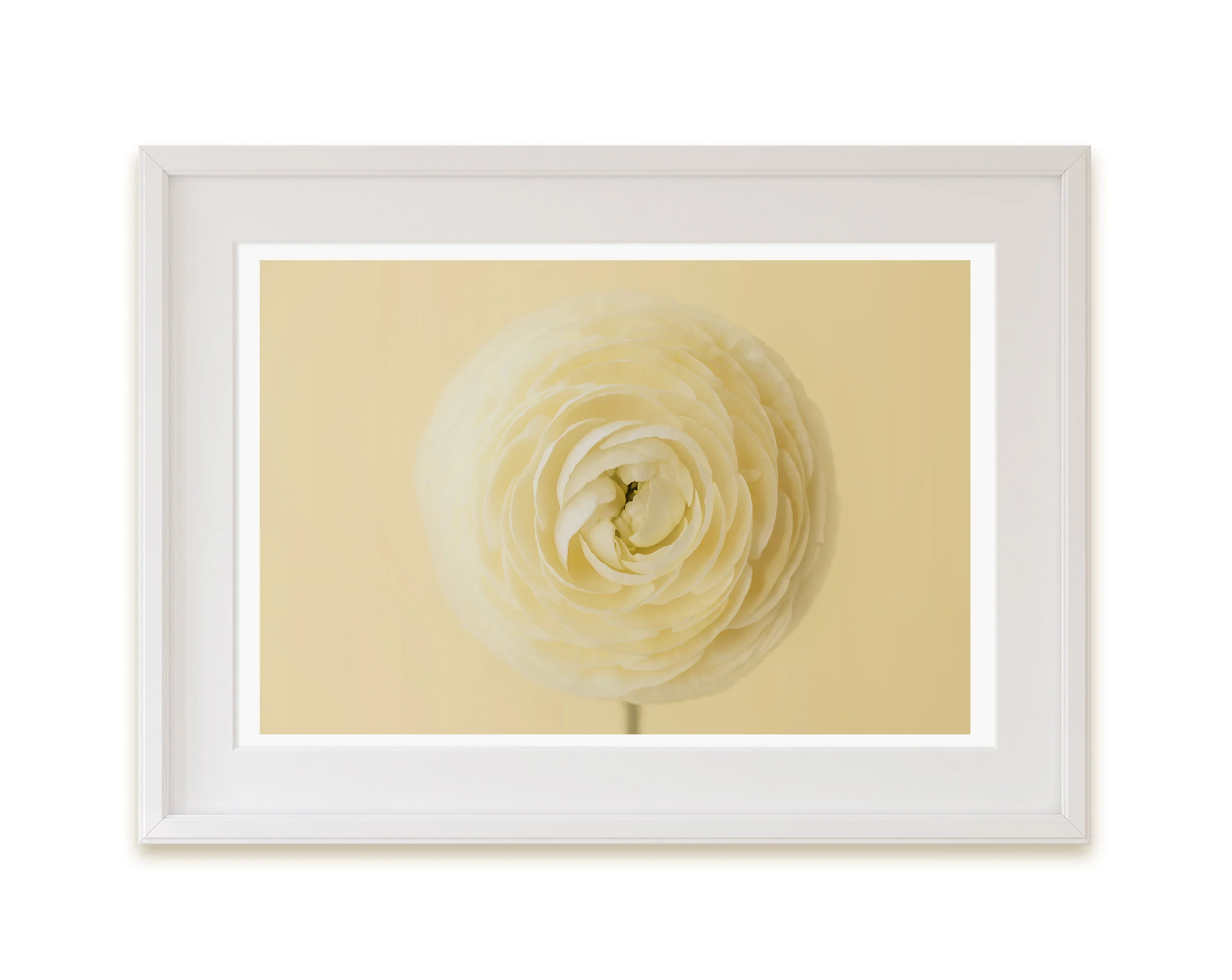 She’s Disappearing