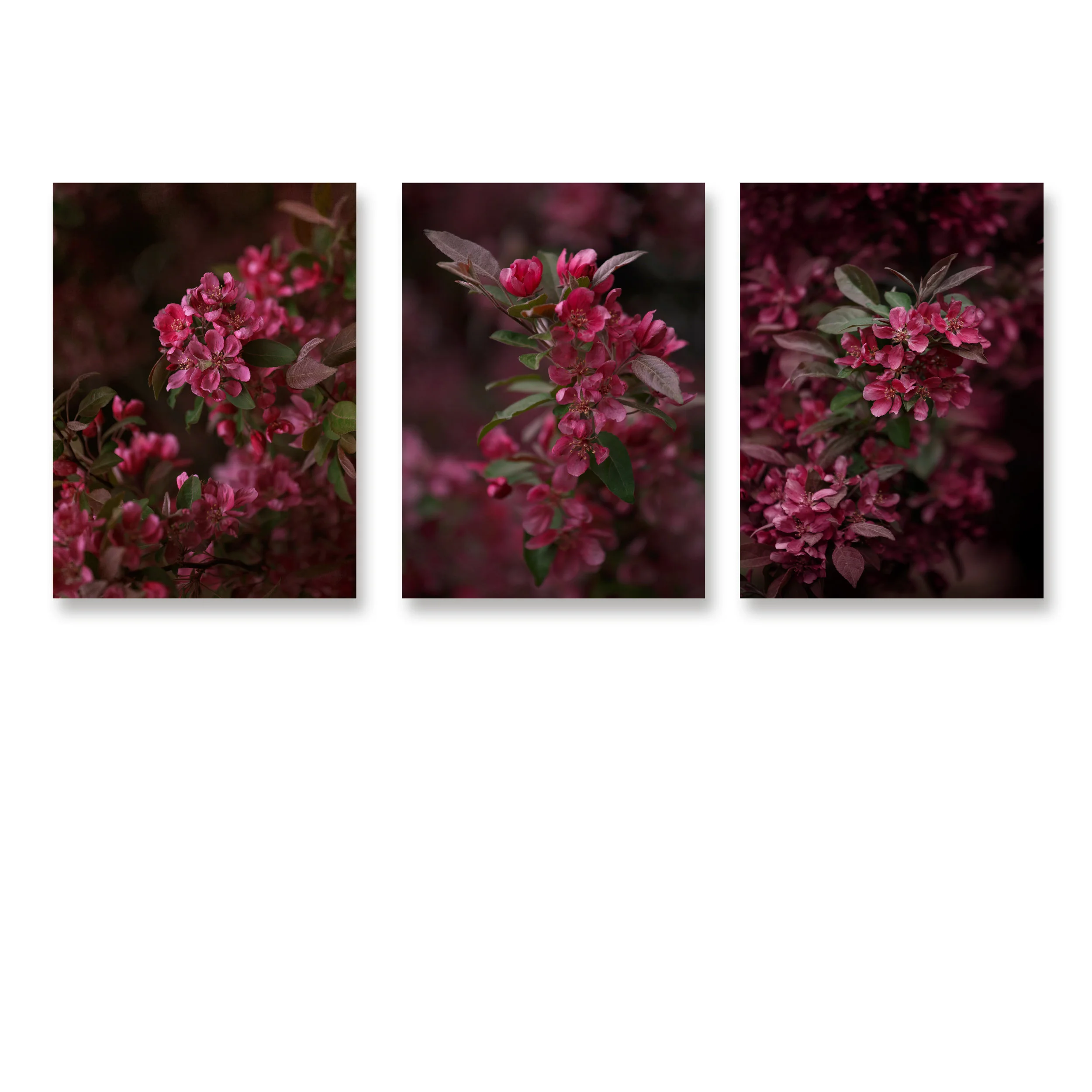 Set of 3 Dark Cherry Blossom Prints  