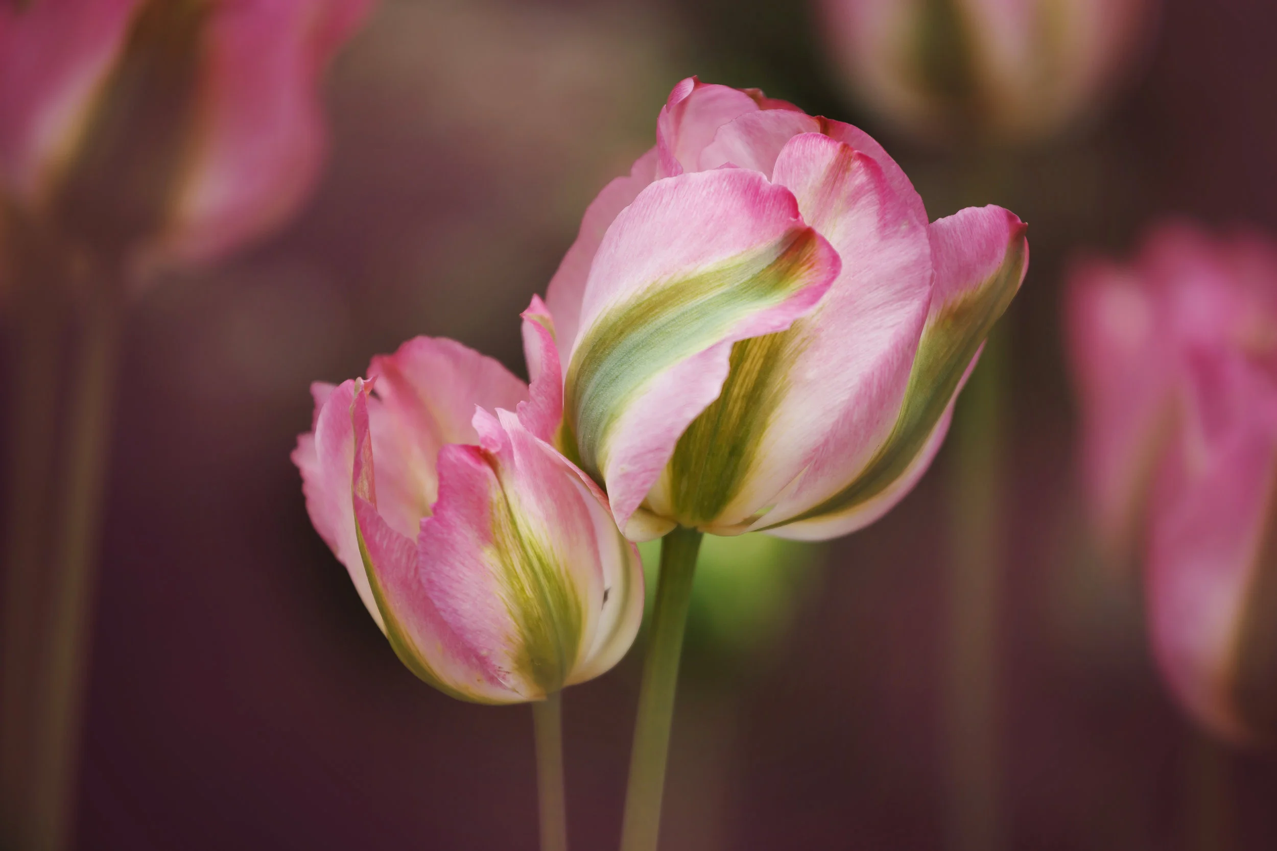 Pink Tulip Art
