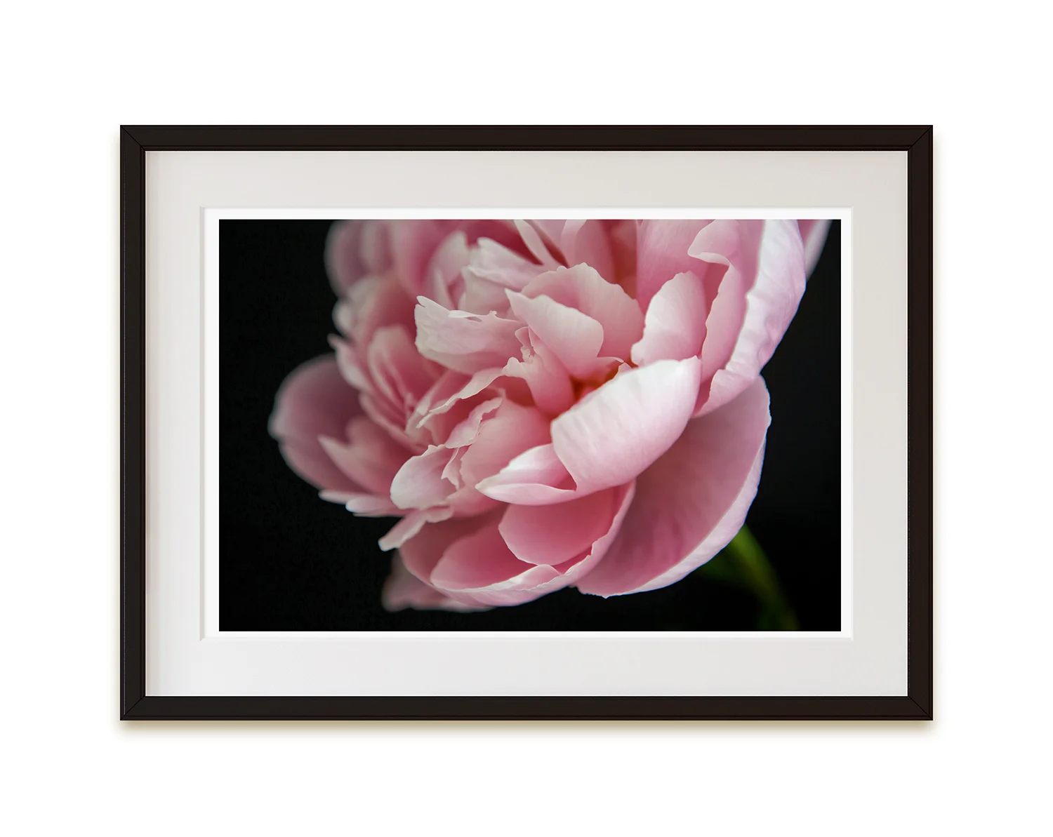peonyartprint2.jpg