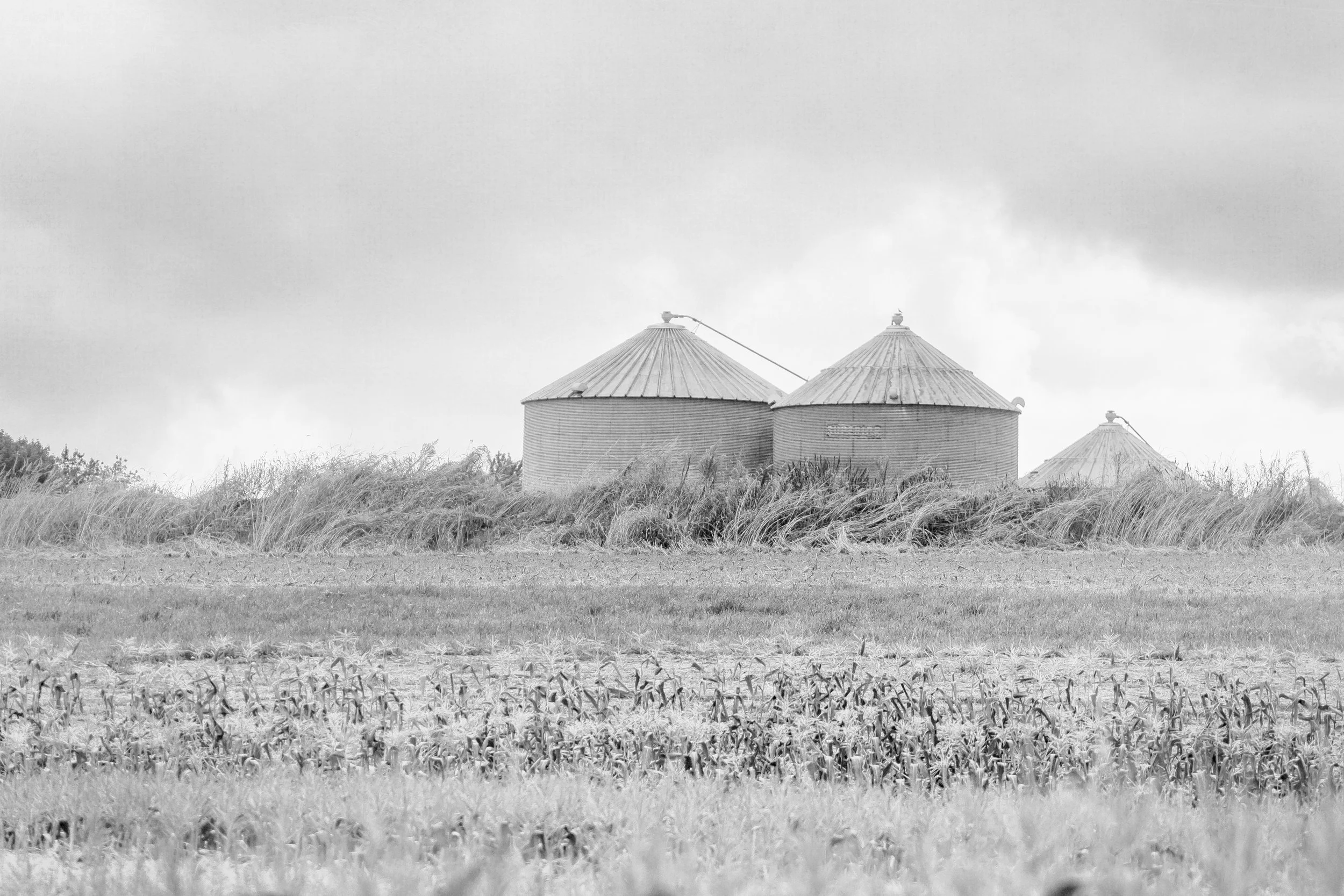IMG_7905bw.jpg