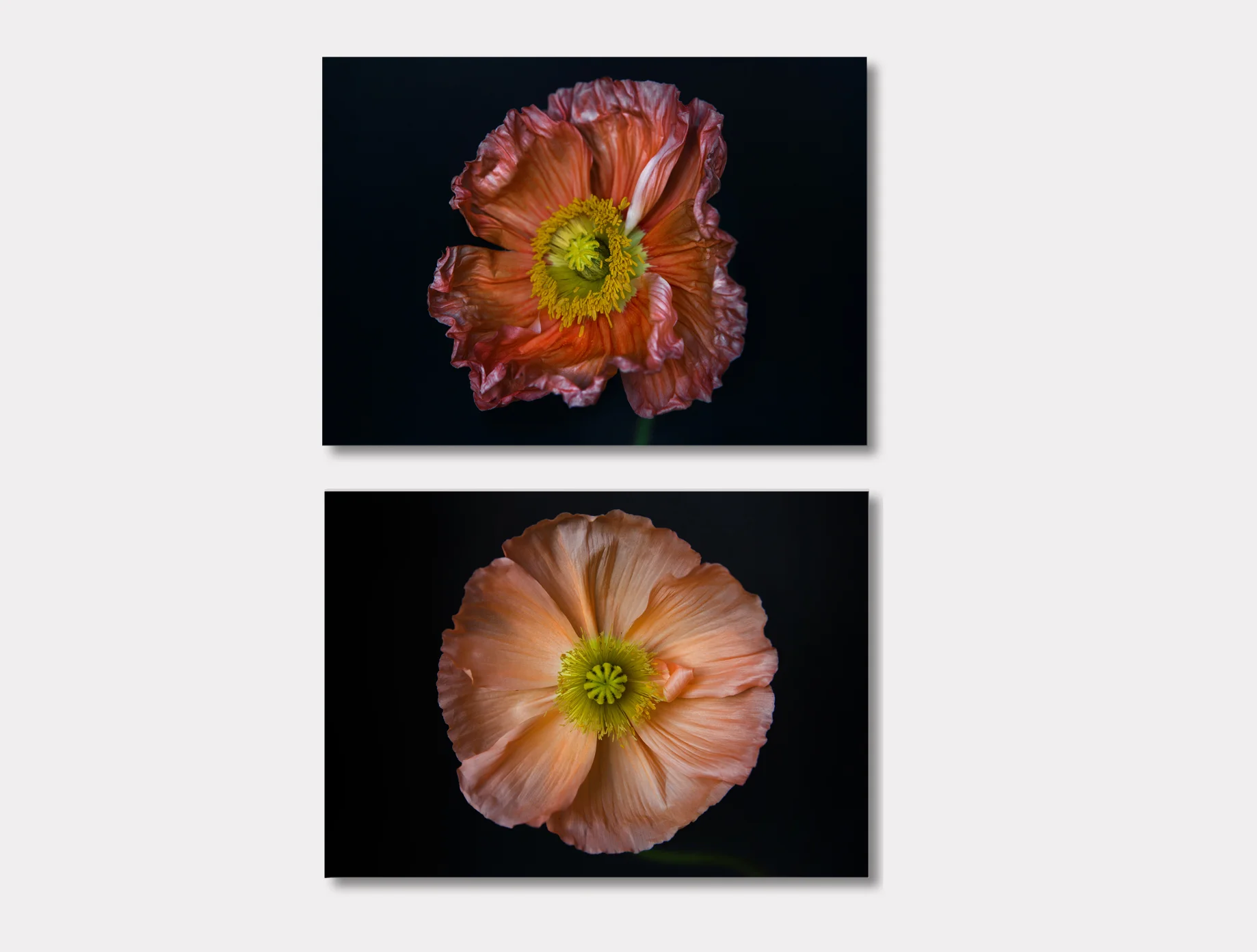 The Color of Sunlight - Set of 2 Prints, Poppy Floral Art