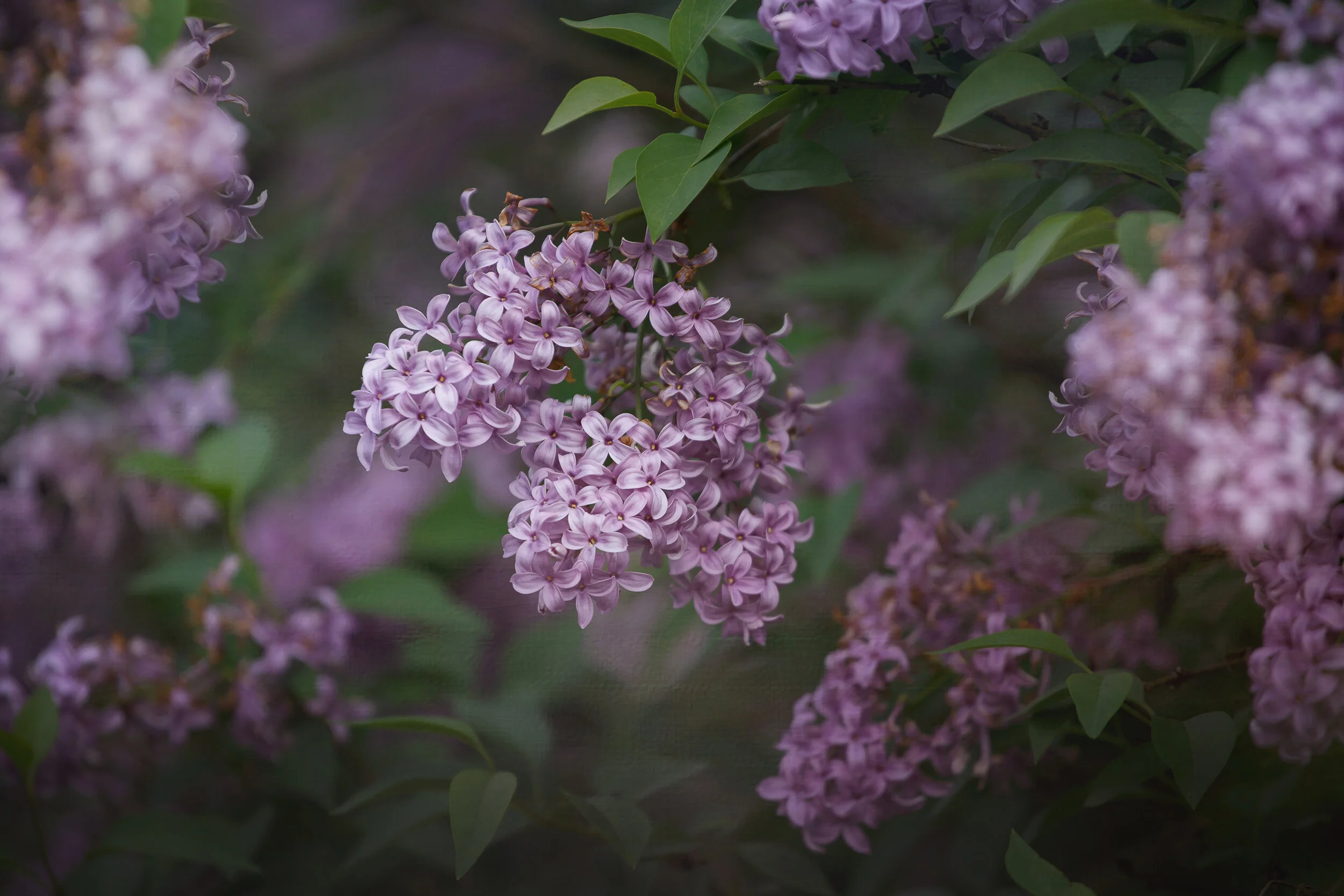 Lilac Scent