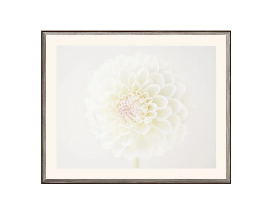 dahlia4.jpg