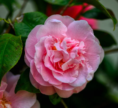 DSC_0245-Edit.jpg