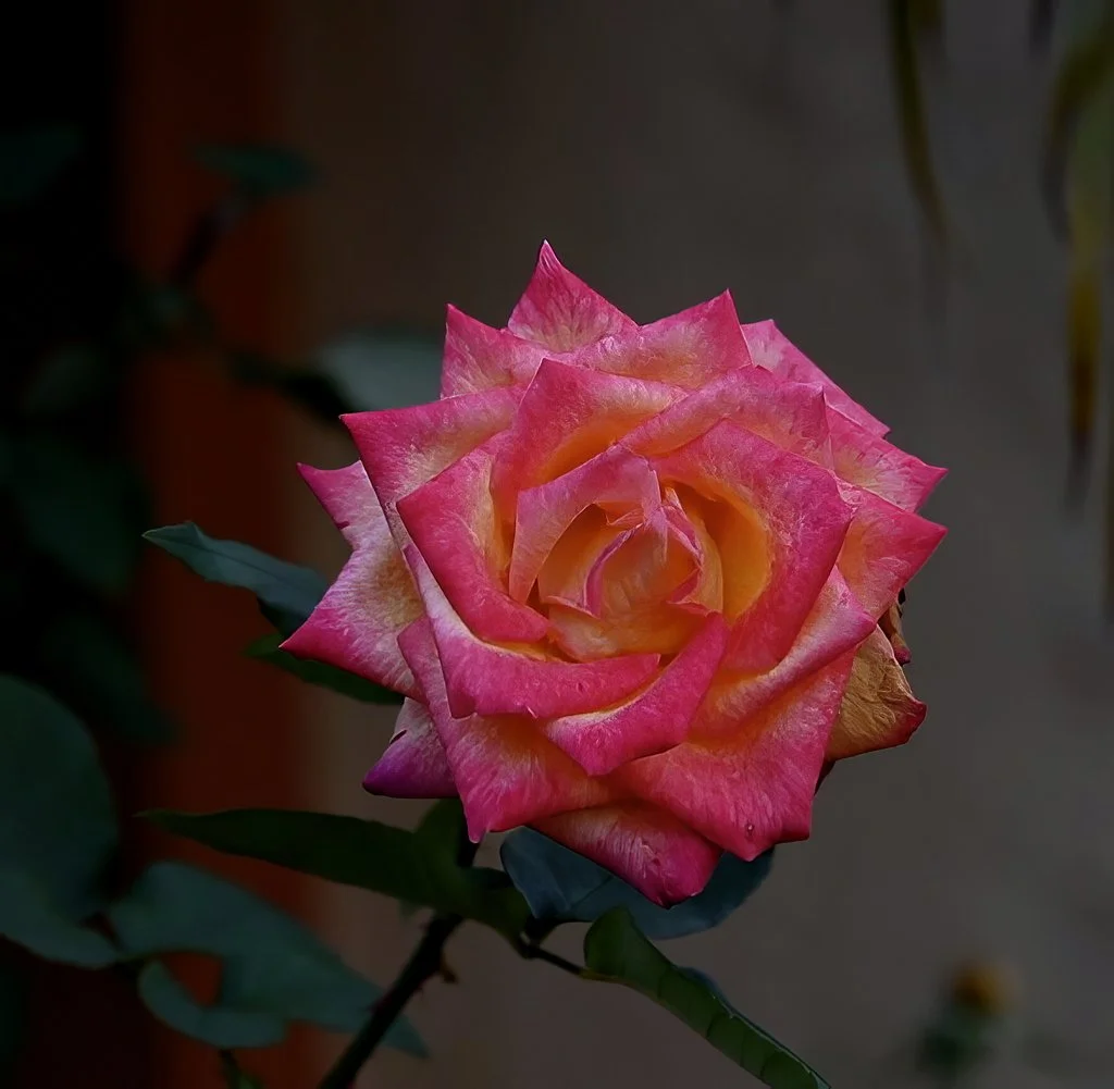 dsc_1240.jpg