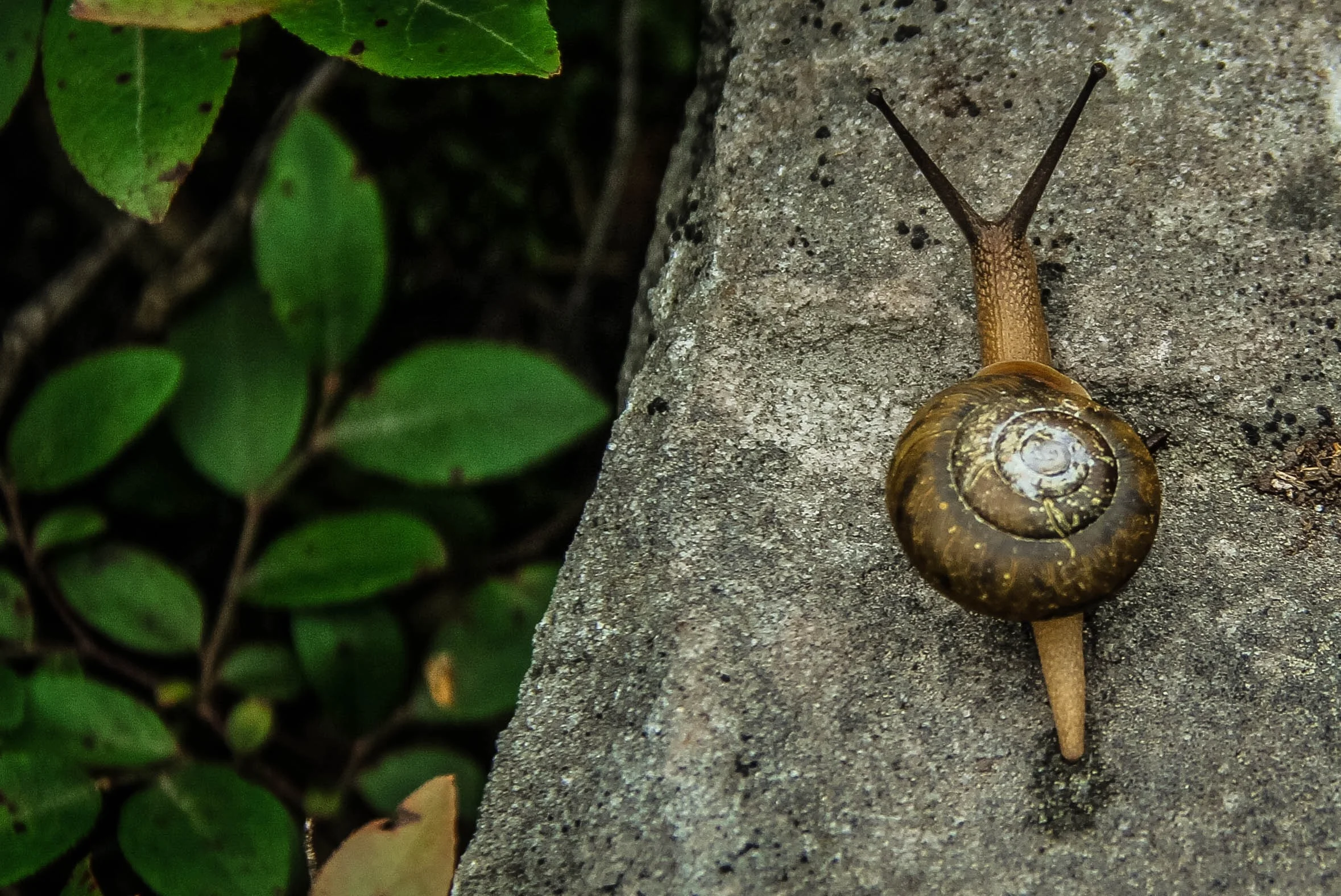 Have a problem? Find a snail. Learn from it. Life Lessons From Nature’s Original Backpacker.
