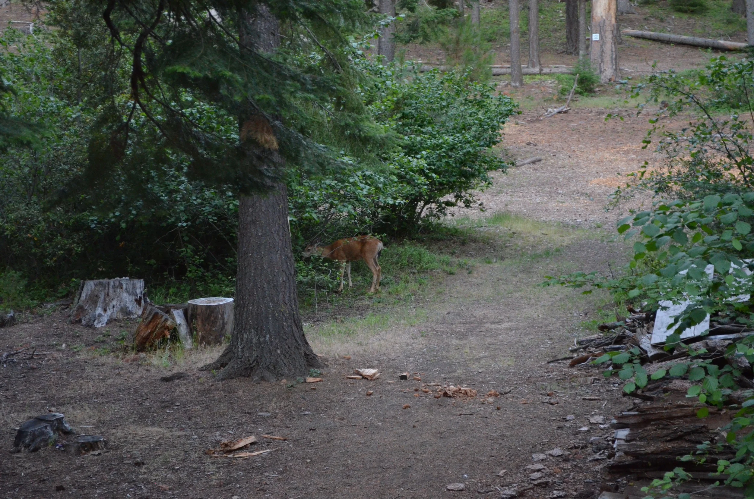 DSC_0625.jpg