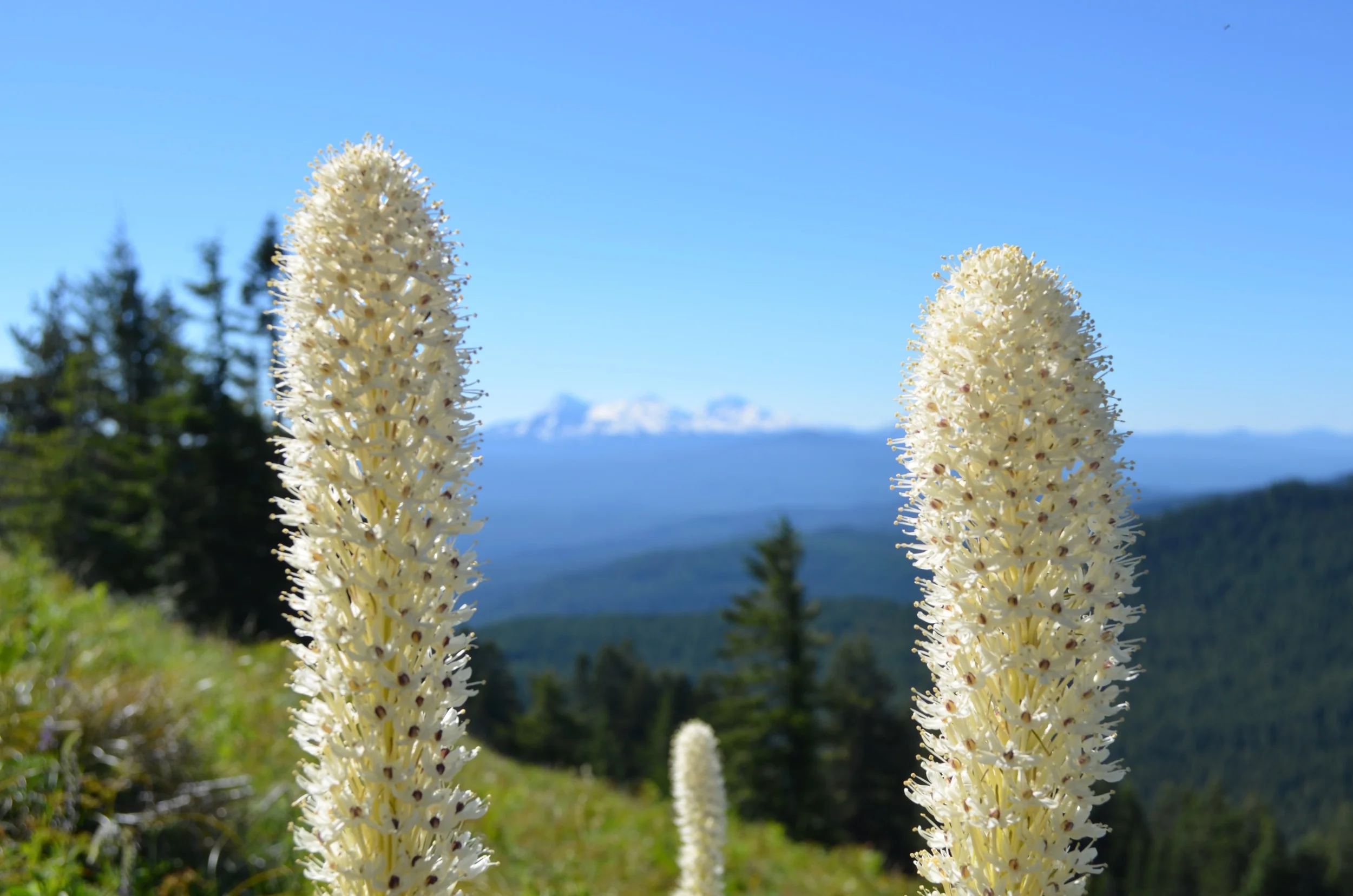 DSC_0704.jpg