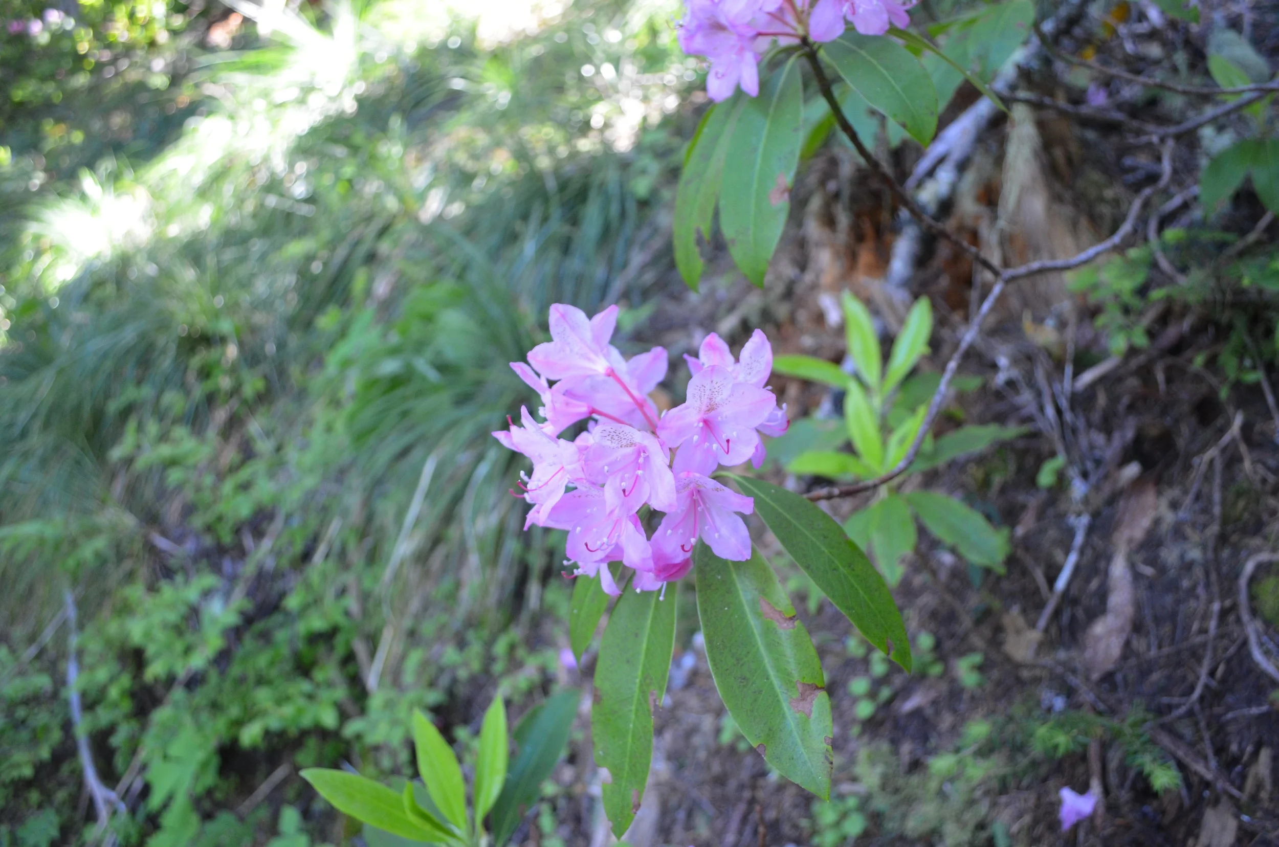 DSC_0859.jpg