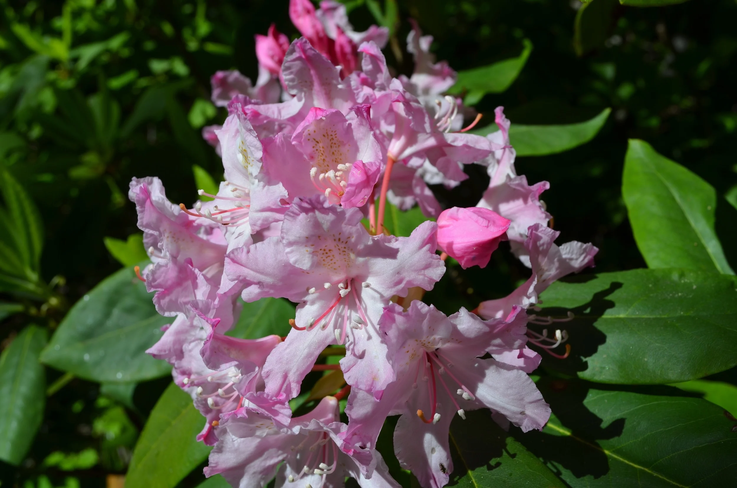 DSC_0873.jpg