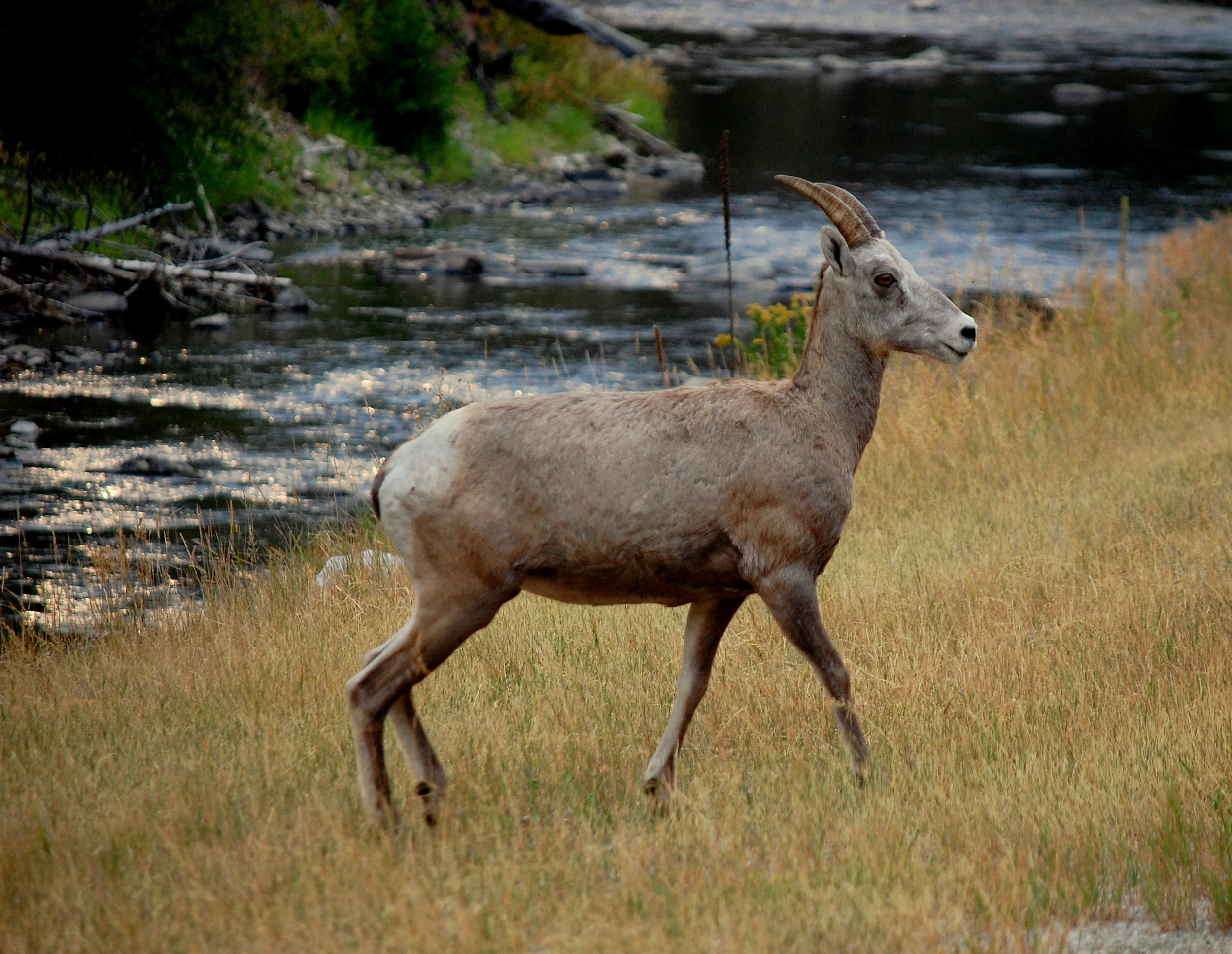 DSC_7347.JPG