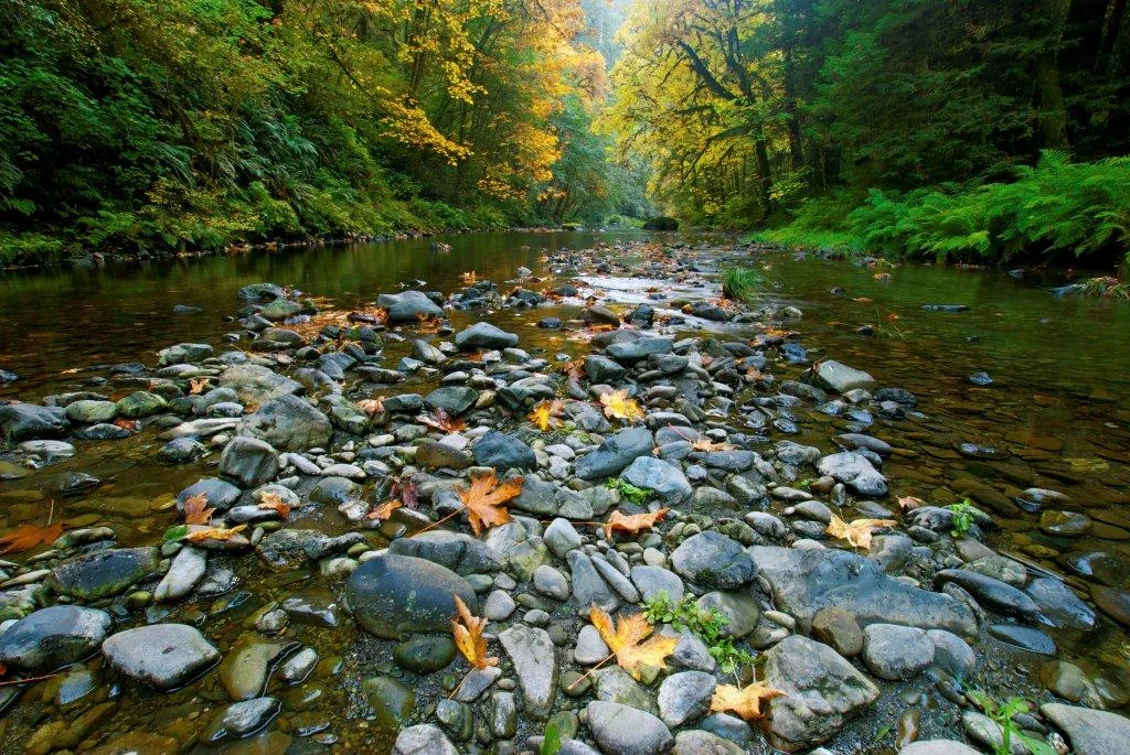 Fall.jpg
