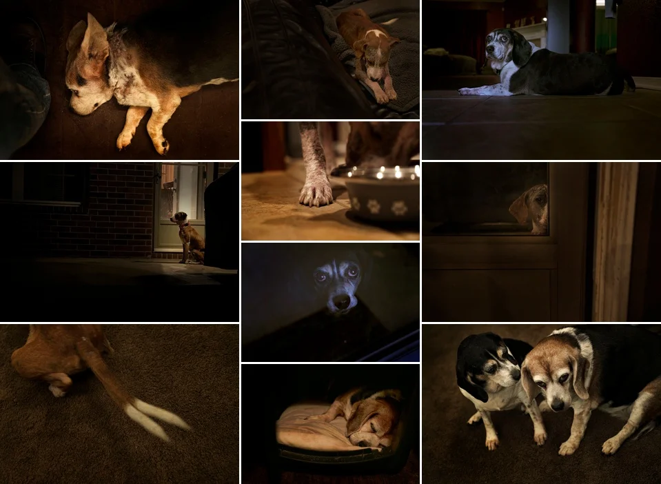 Cindy Alvarez | RESCUE DOGS