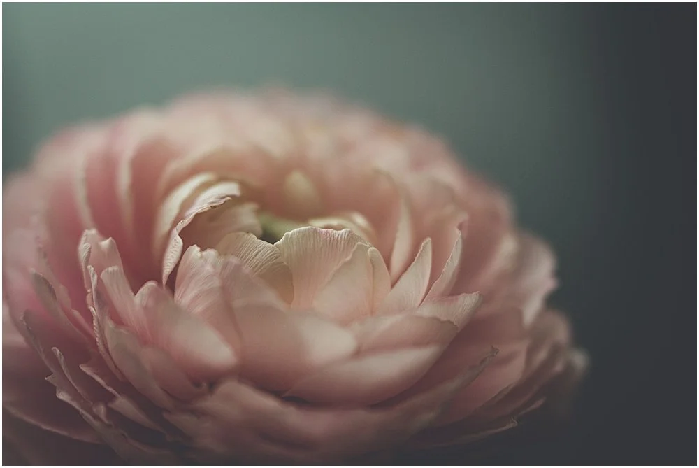 NEW CLASS: EXPLORING MACRO PHOTOGRAPHY
