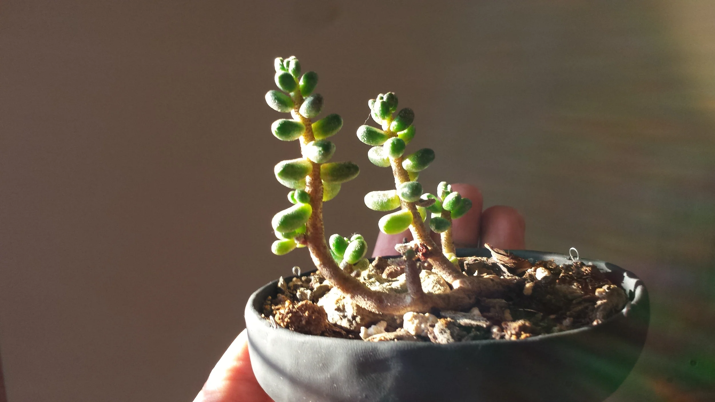 Sedum furfuraceum