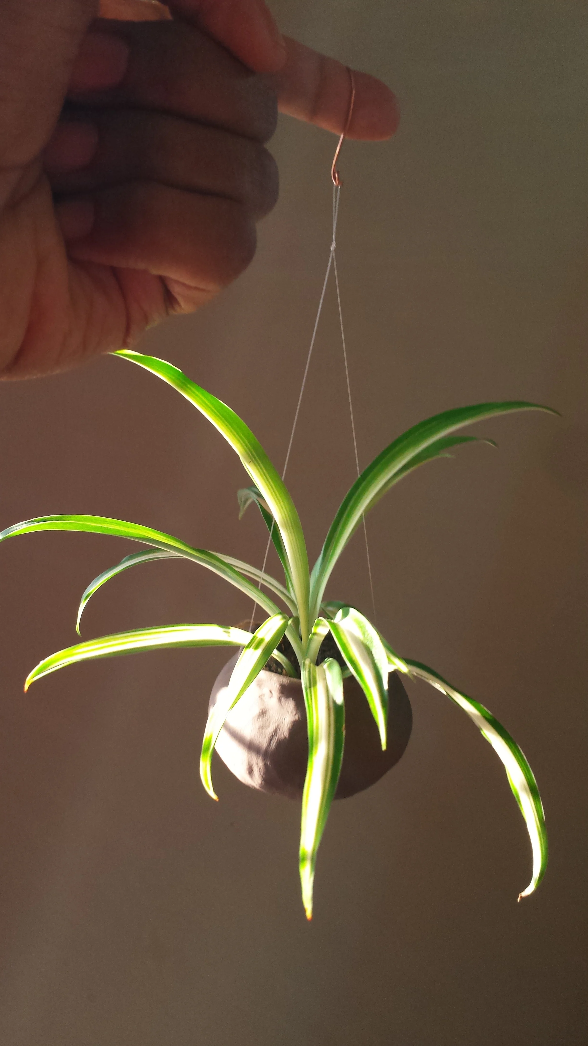 Air plane plant