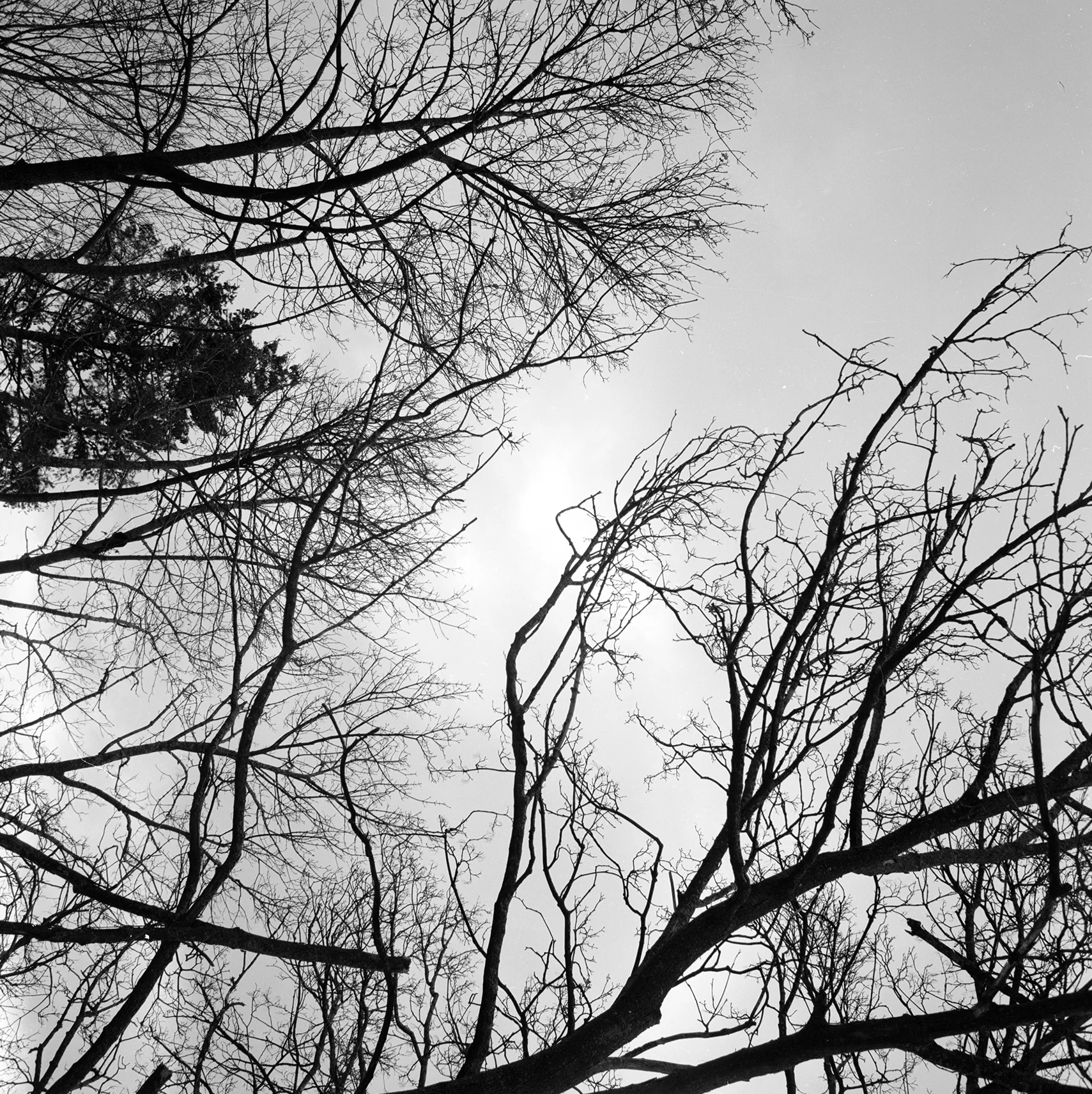 mamiya57.jpg