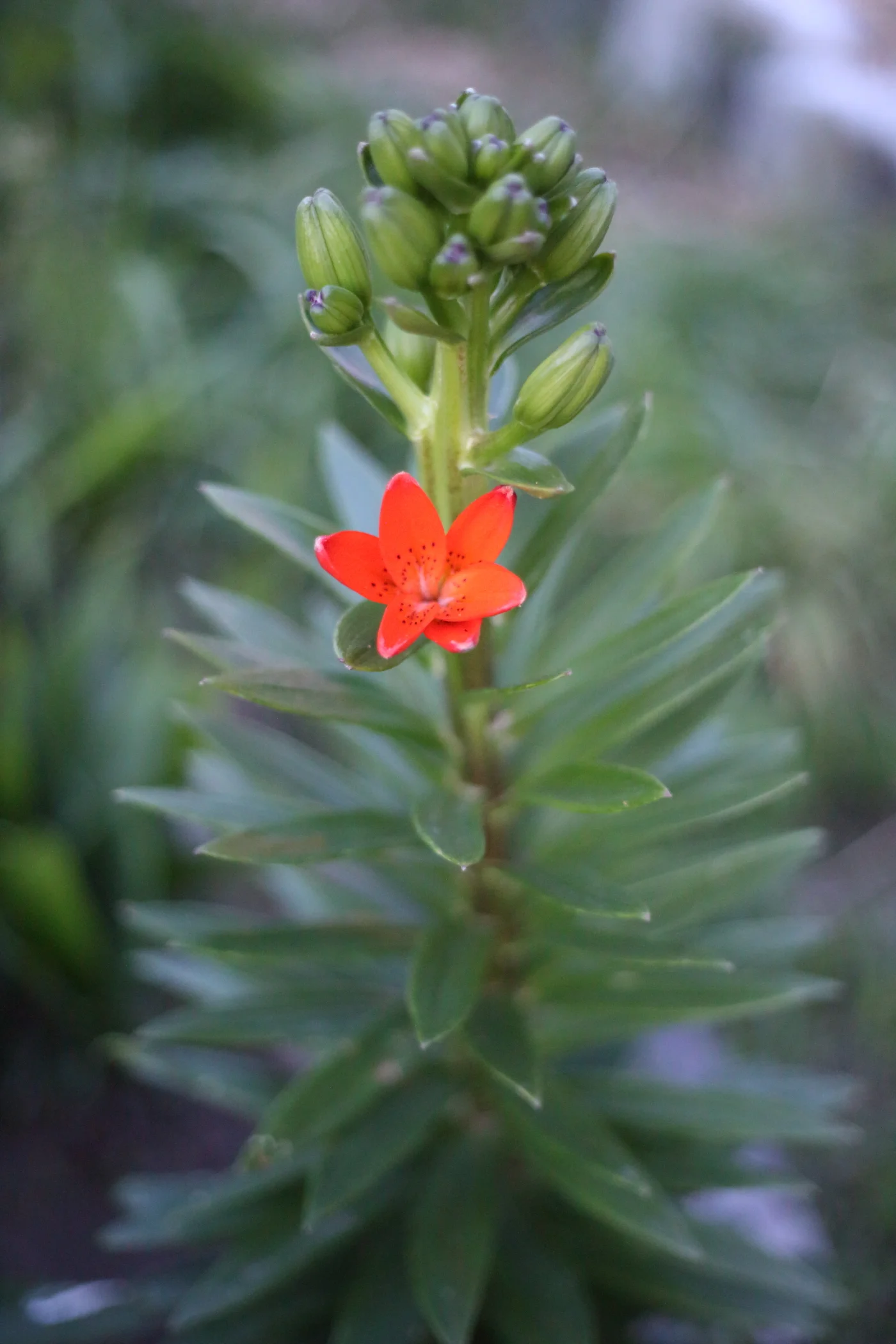 community garden1.JPG