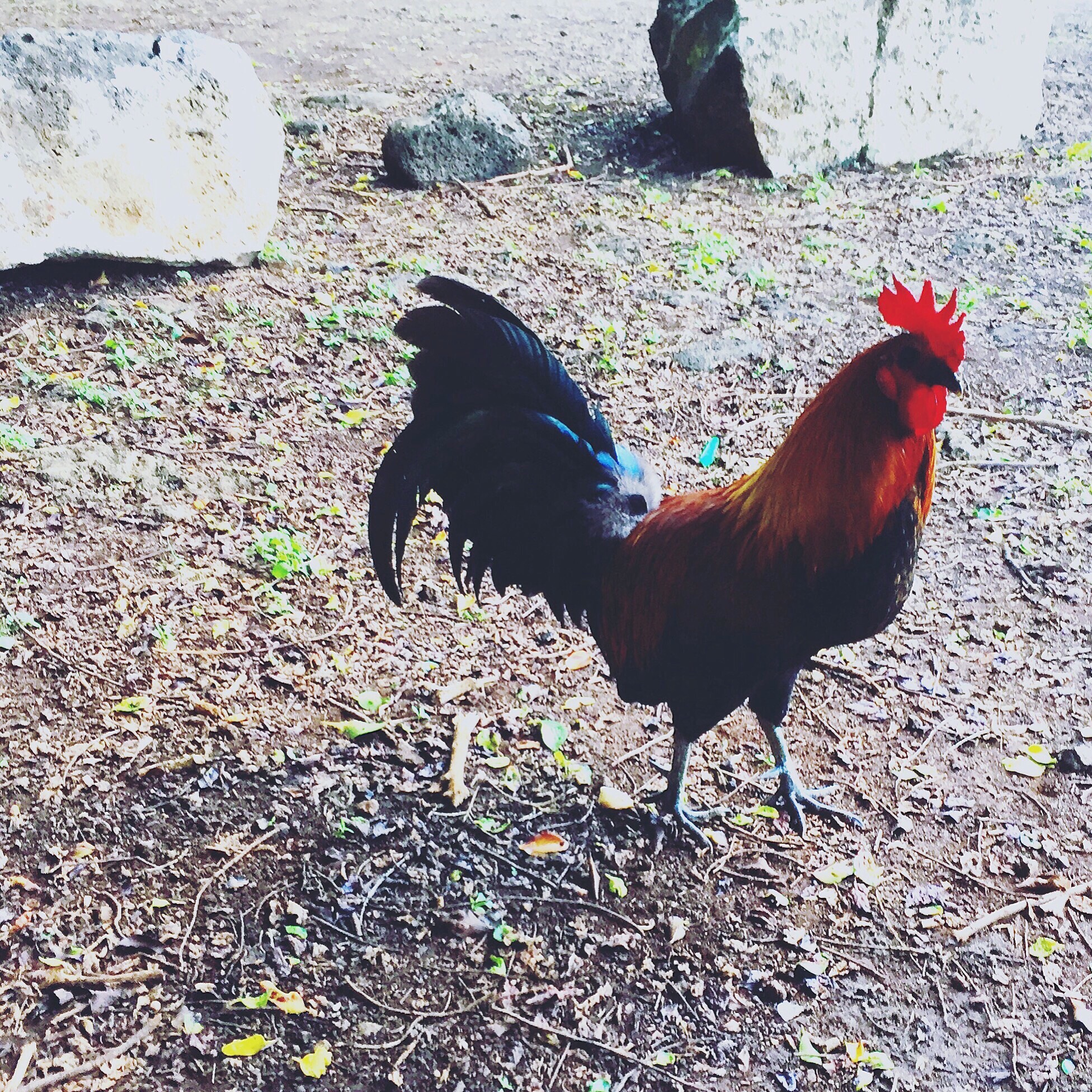 We fondly named our rental car "Baby Cock" in honor of all the wild friends we met...