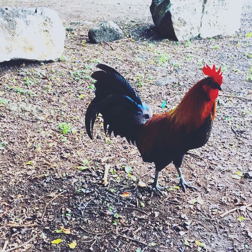 We fondly named our rental car "Baby Cock" in honor of all the wild friends we met...