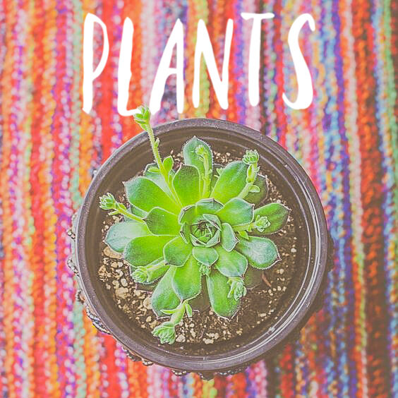 Stuff I Love (Text) - Plants.jpg