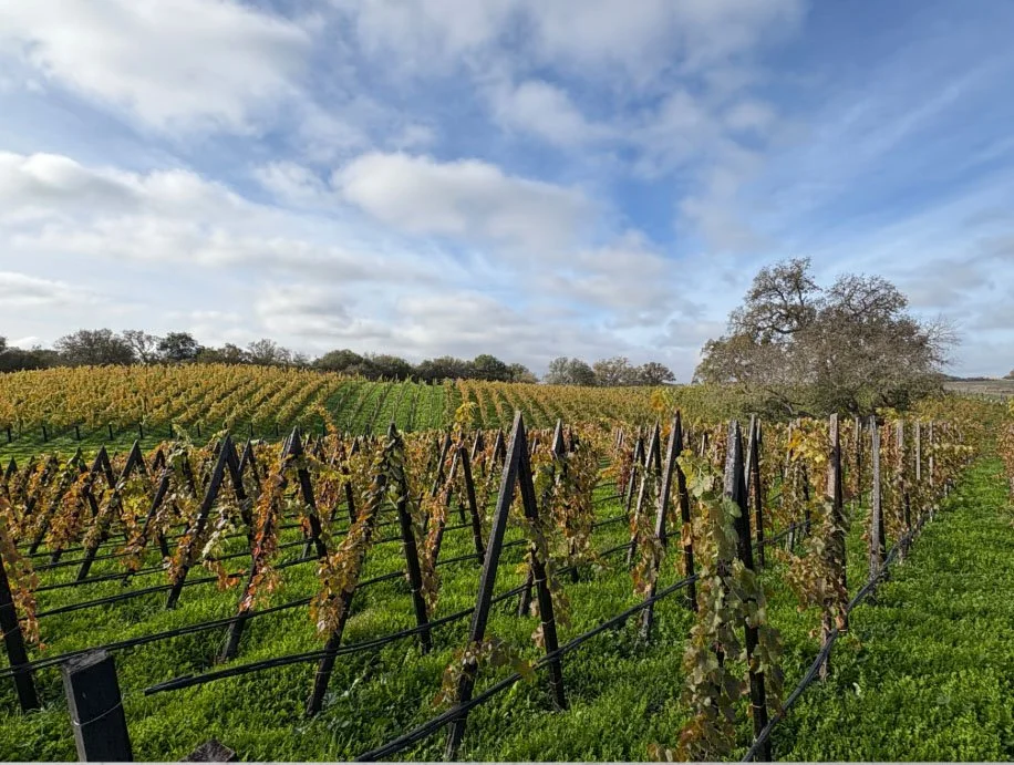 Paso Robles plein air workshop