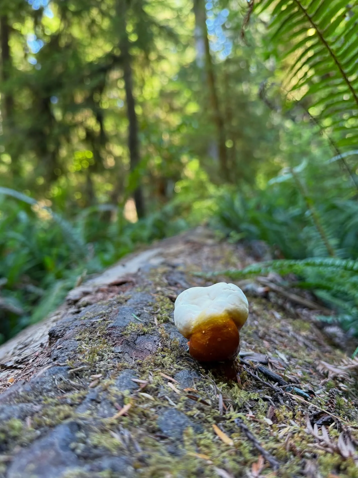 🍄&zwj;🟫 / 🦷

#suemegstatepark
#patrickspoint
#trinidad
#agatebeach
#northerncaliforniacoast
#redwoodnationalandstateparks
#photography
#chosenfamily
#thingsthathappenedinaugust