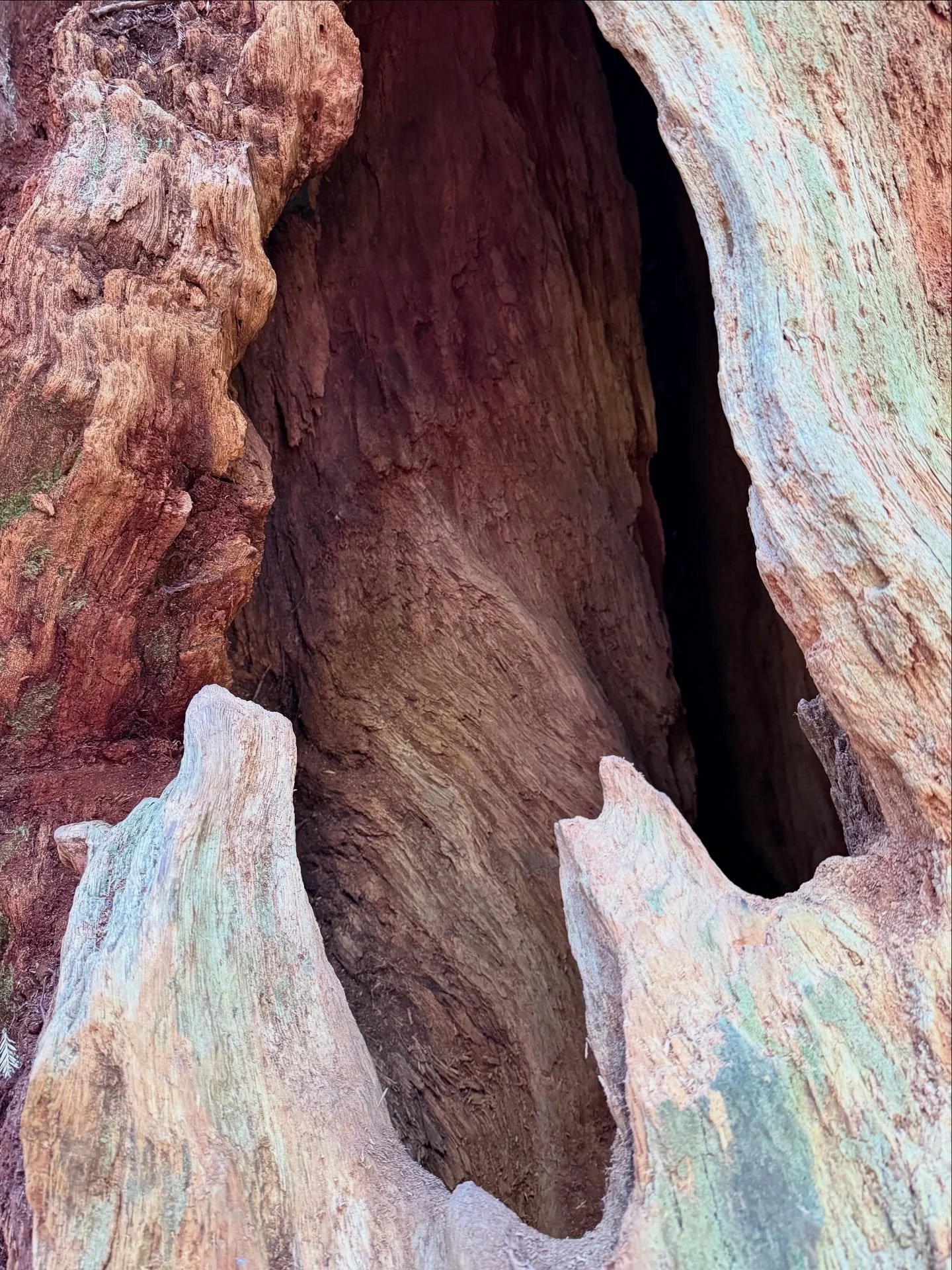 Redwood Realness 

#ferncanyon
#suemegstatepark
#patrickspoint
#trinidad
#agatebeach
#northerncaliforniacoast
#redwoodnationalandstateparks
#photography
#collage
#chosenfamily
#thingsthathappenedinaugust