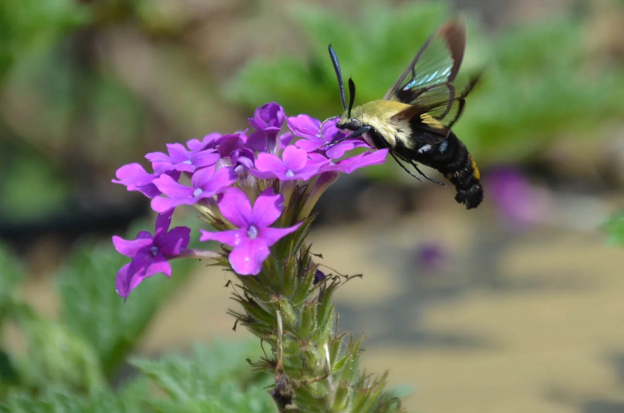 Hummingbird Sphinx moth.jpg