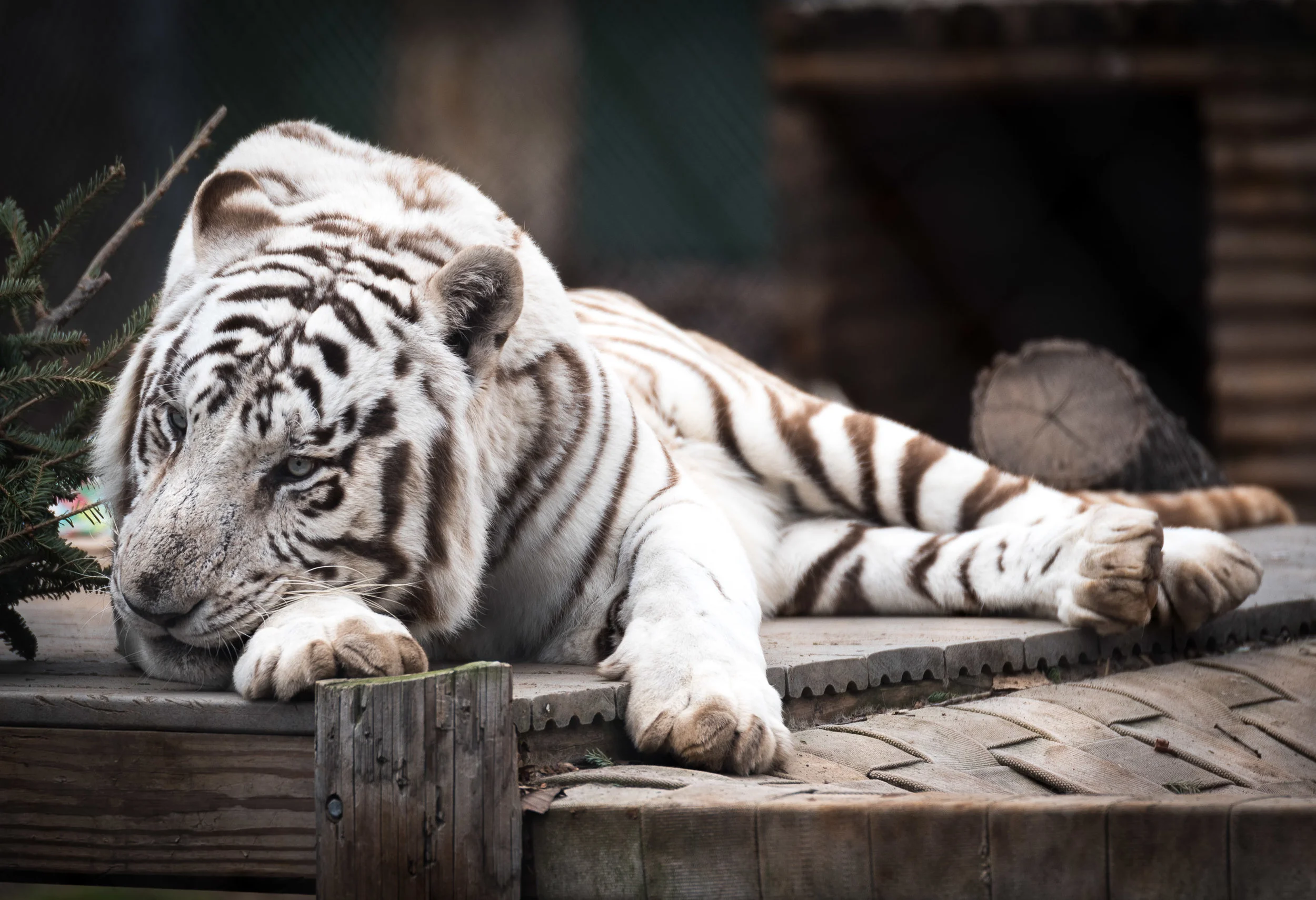 Tiger_World_Jan_2017-0065.jpg