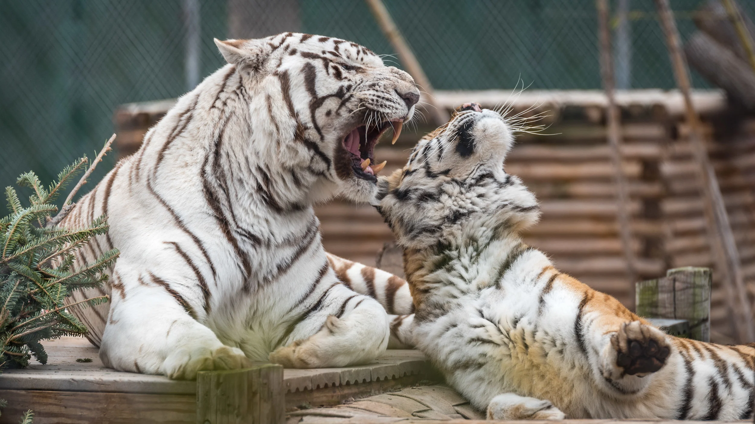 Tiger Love