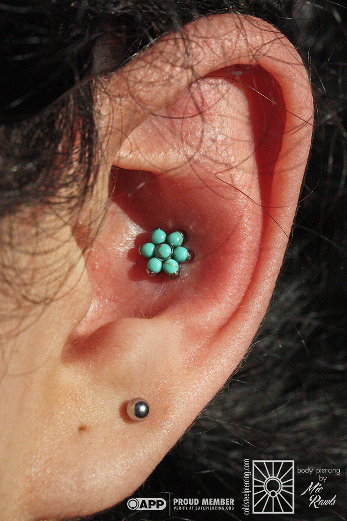 Fresh conch wearing a beautifully vibrant titanium and synthetic Turquoise flower end from Anatometal. Such a great piercing for showcasing a fun piece like this!
