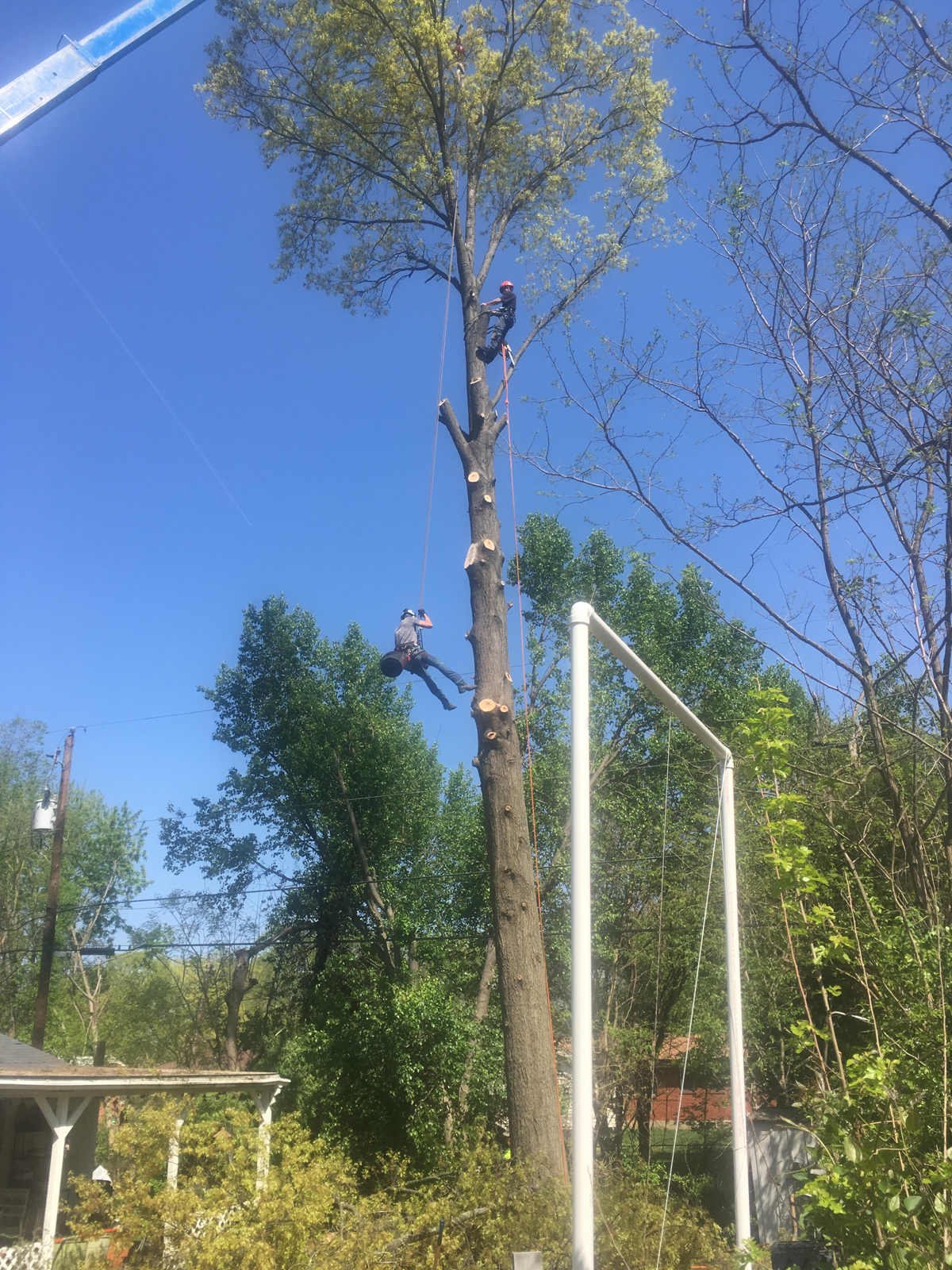 5 Tree Trimming and Preservation Guidelines from Our Experts