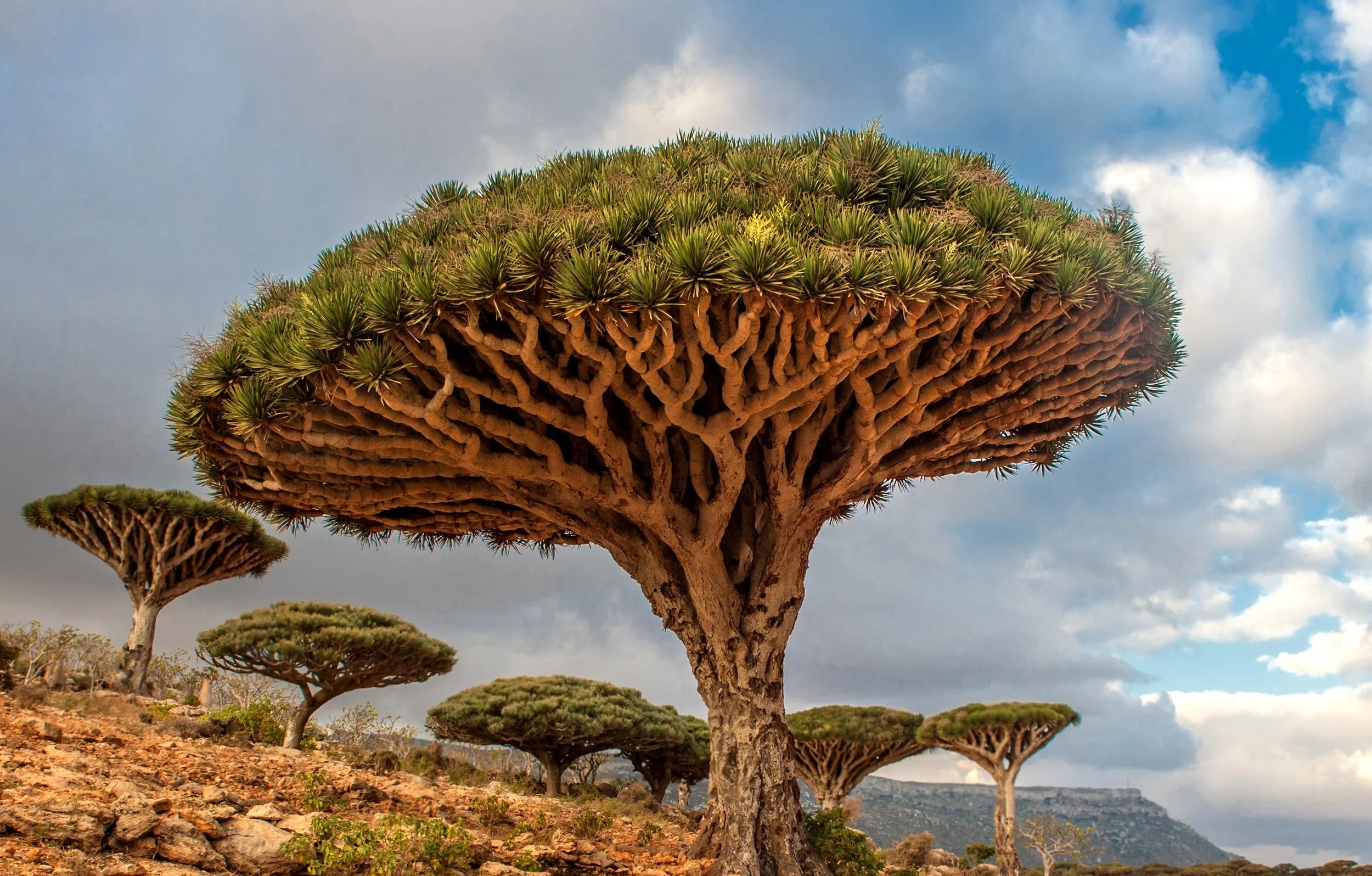 That tree in your backyard - it's worth $20,000!
