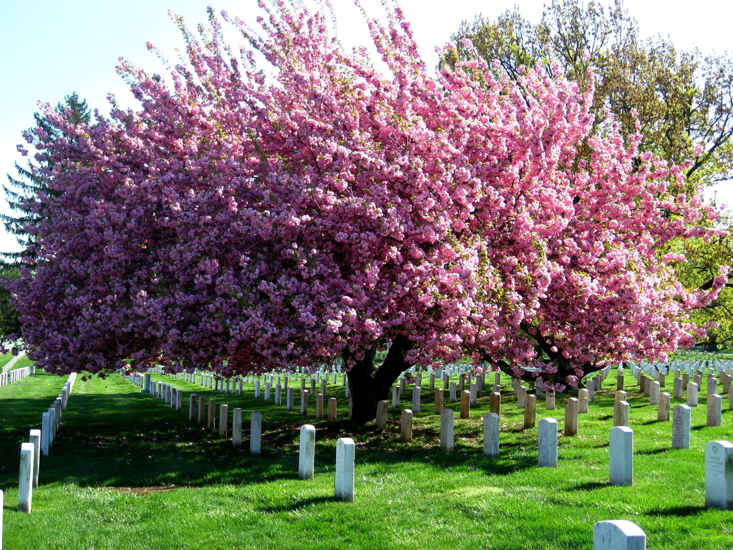 Giving your Loved One a Special Resting Place - a Family Tree