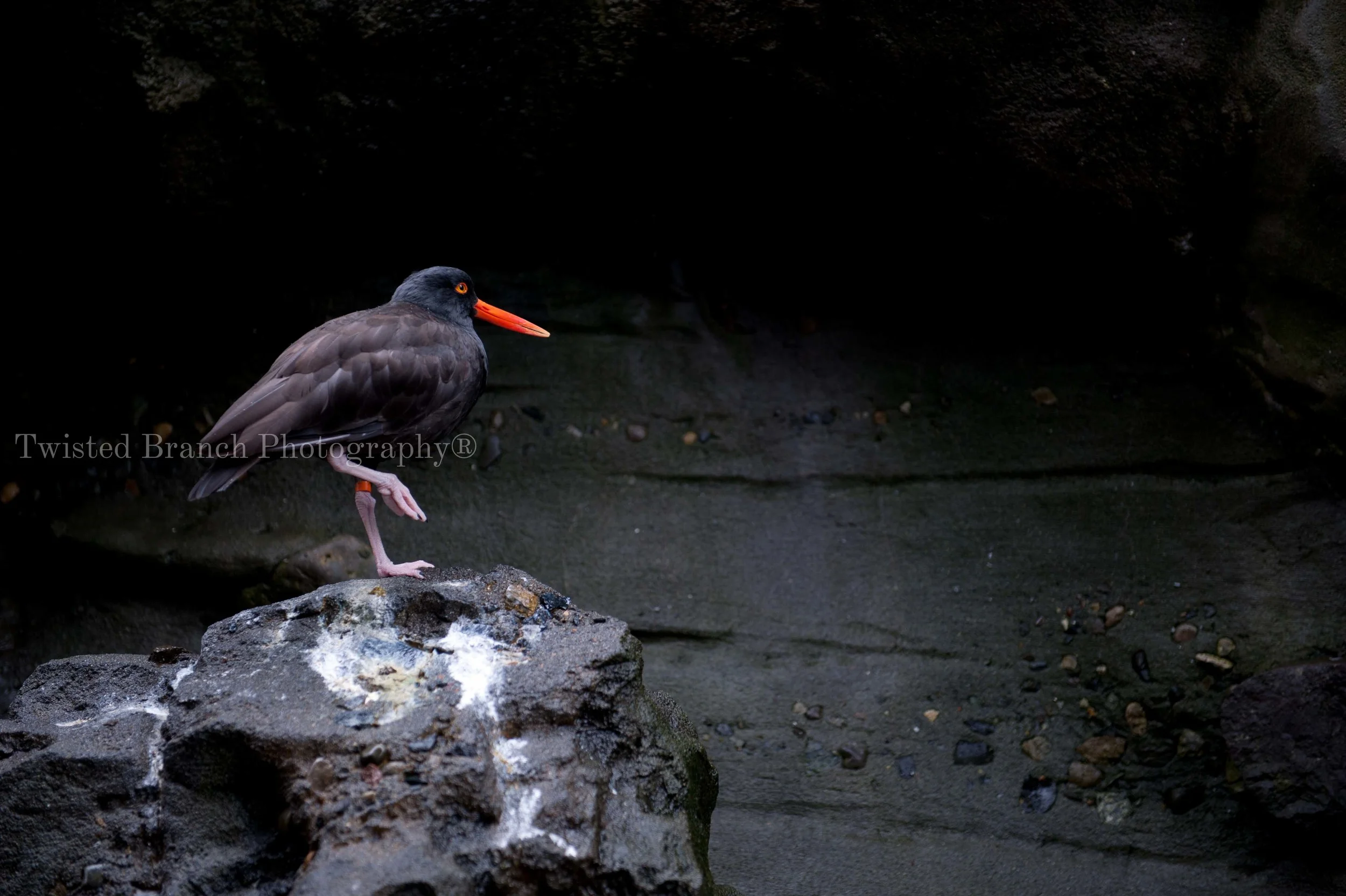 1_TBP-DSC_0084.jpg
