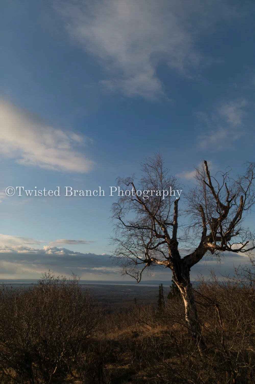 31_Twisted_Branch_Photography_DXO_0048.jpg