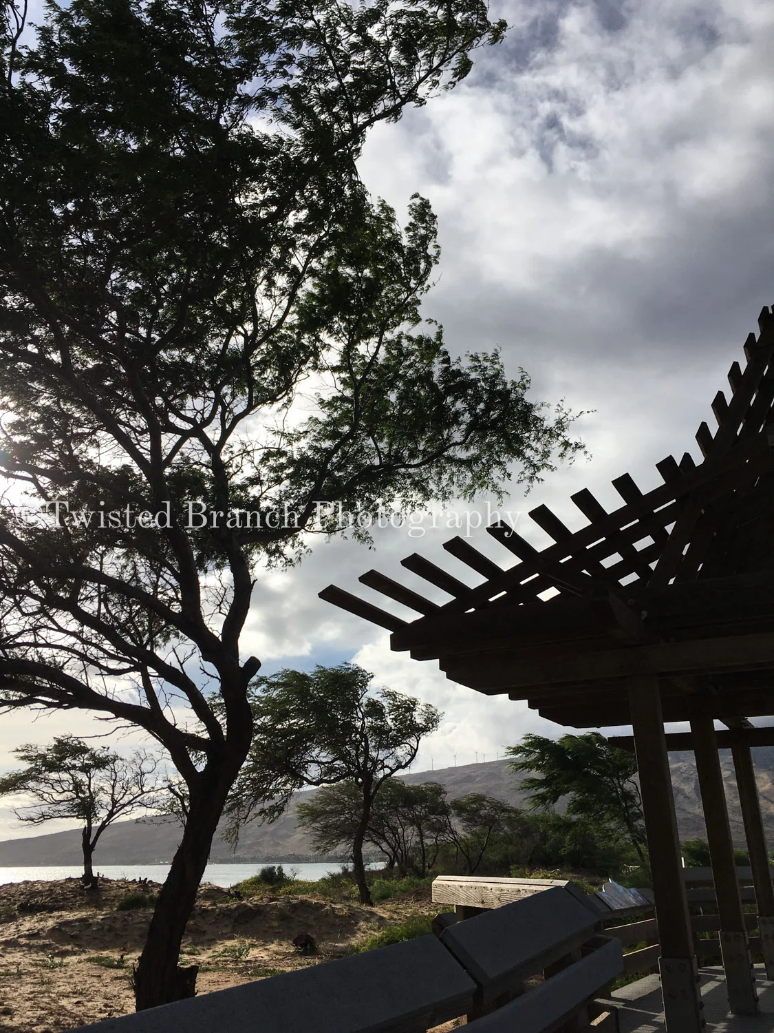 33_Twisted_Branch_Photography.jpg